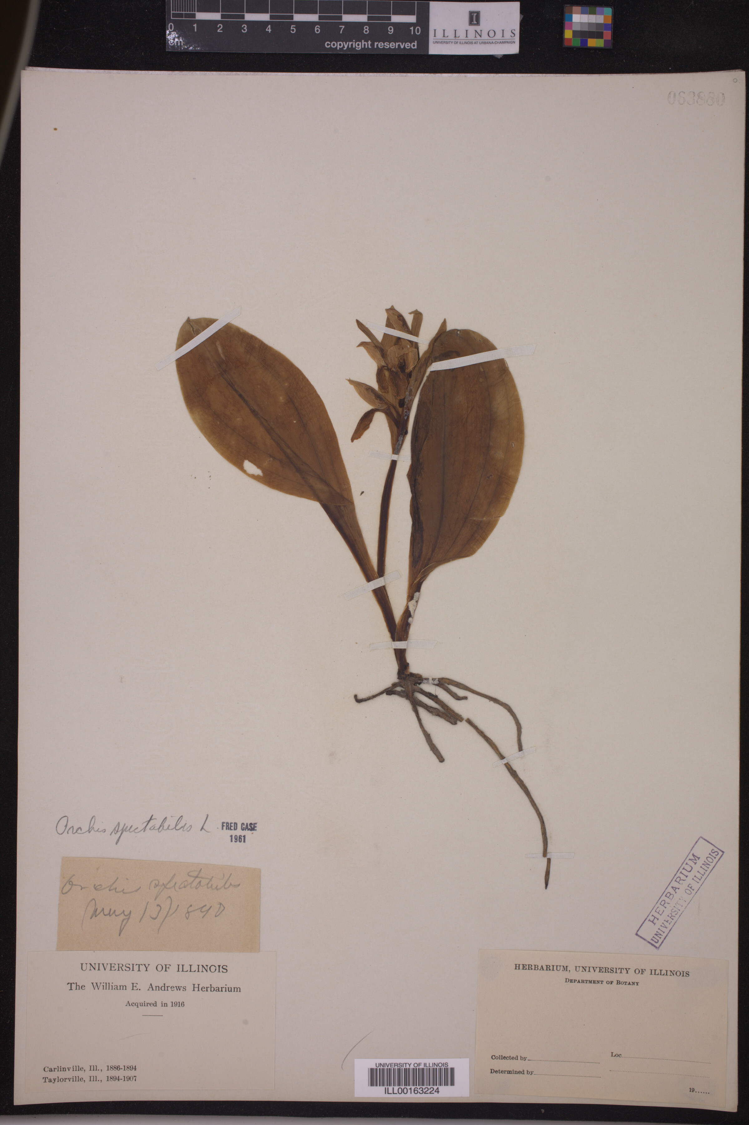 Galearis spectabilis image