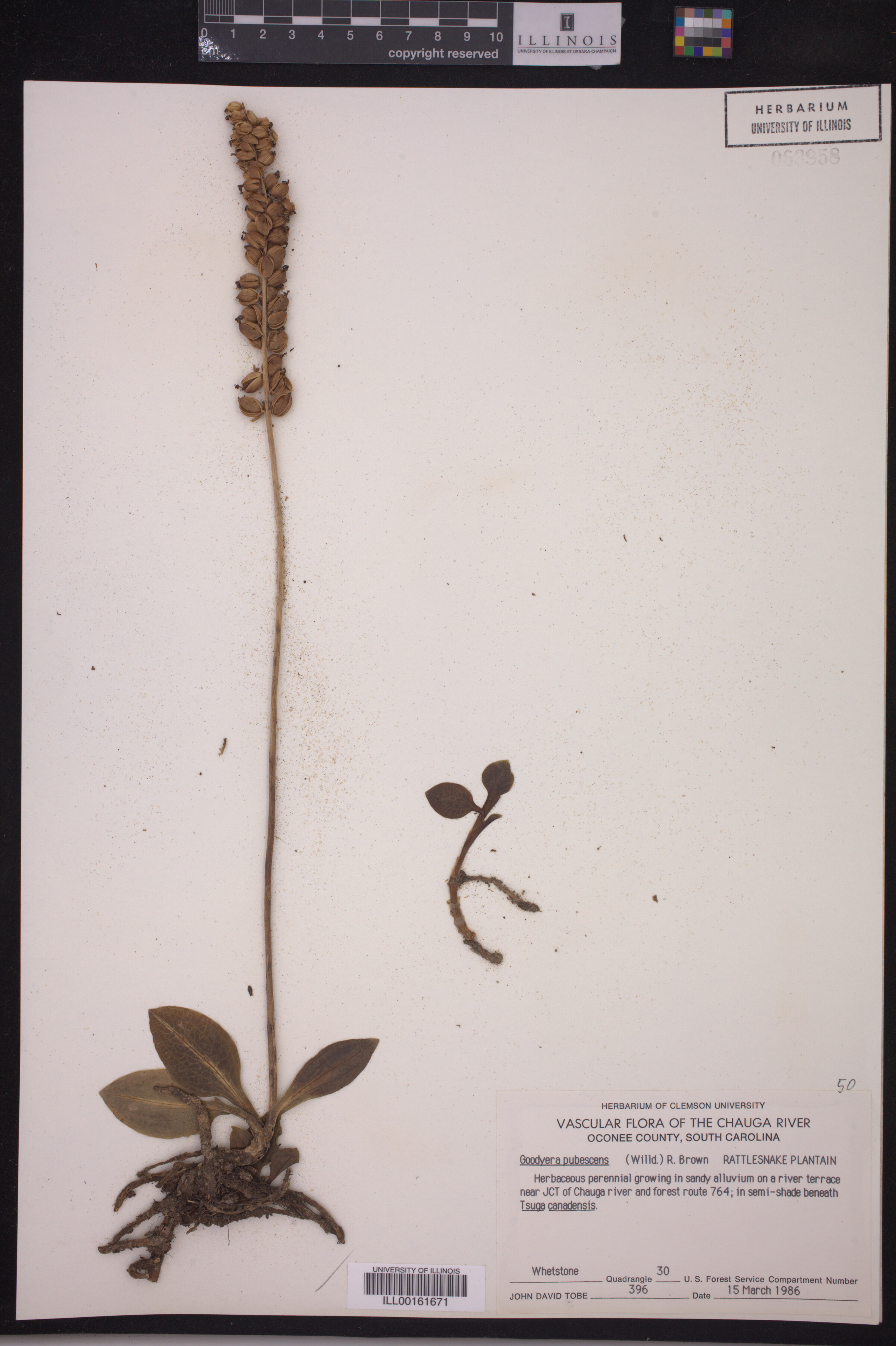 Goodyera pubescens image