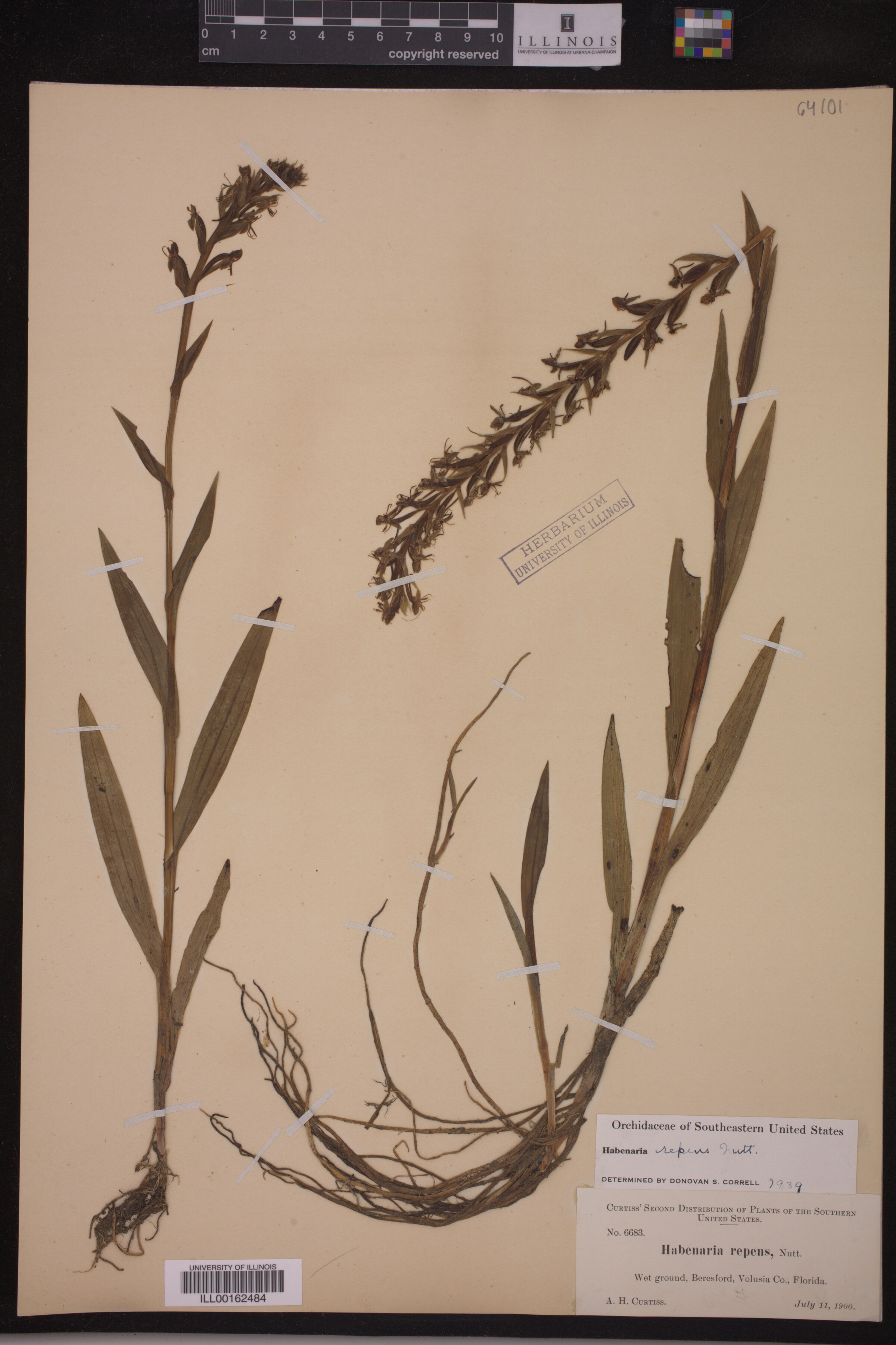 Habenaria repens image