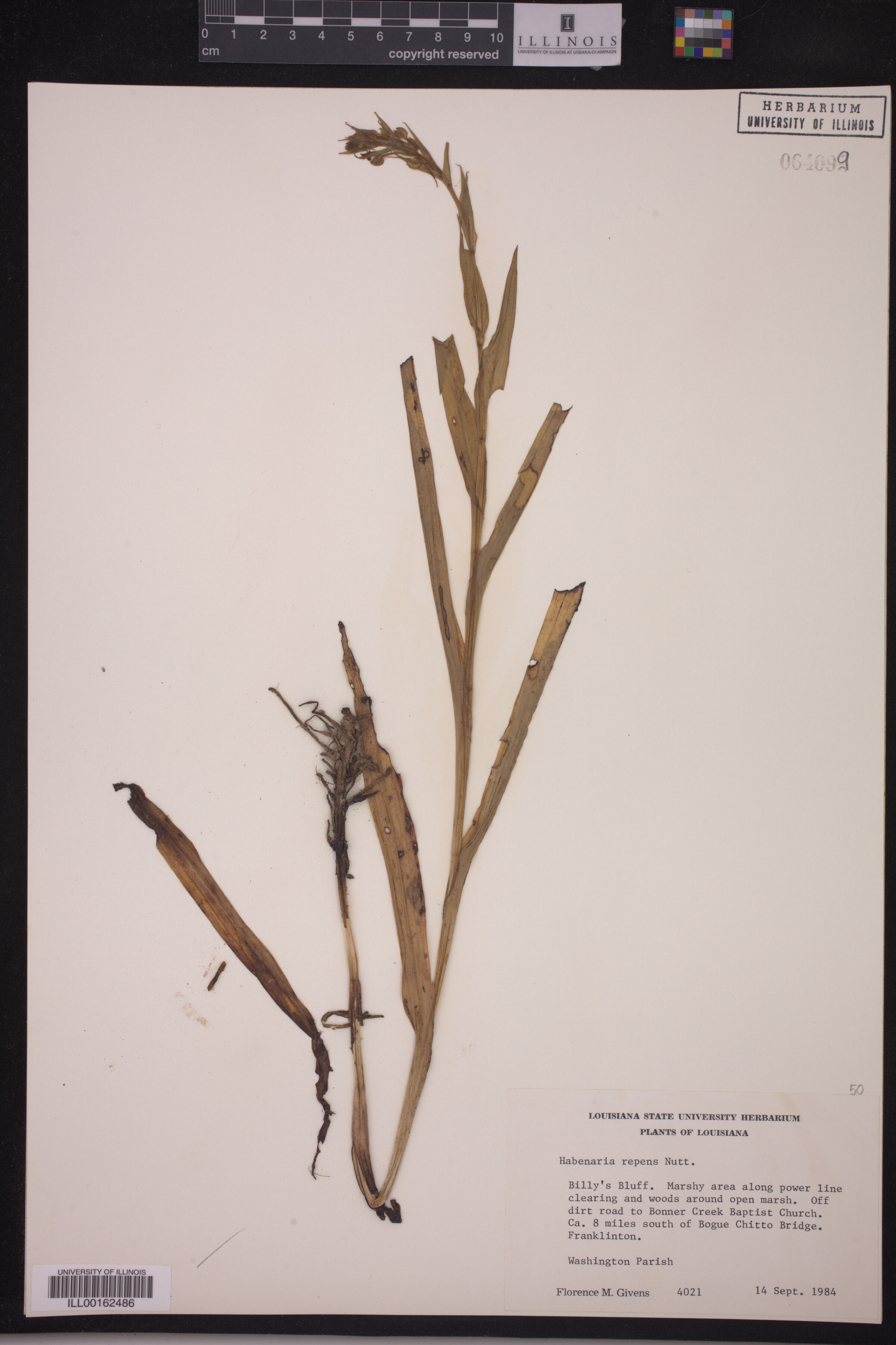 Habenaria repens image