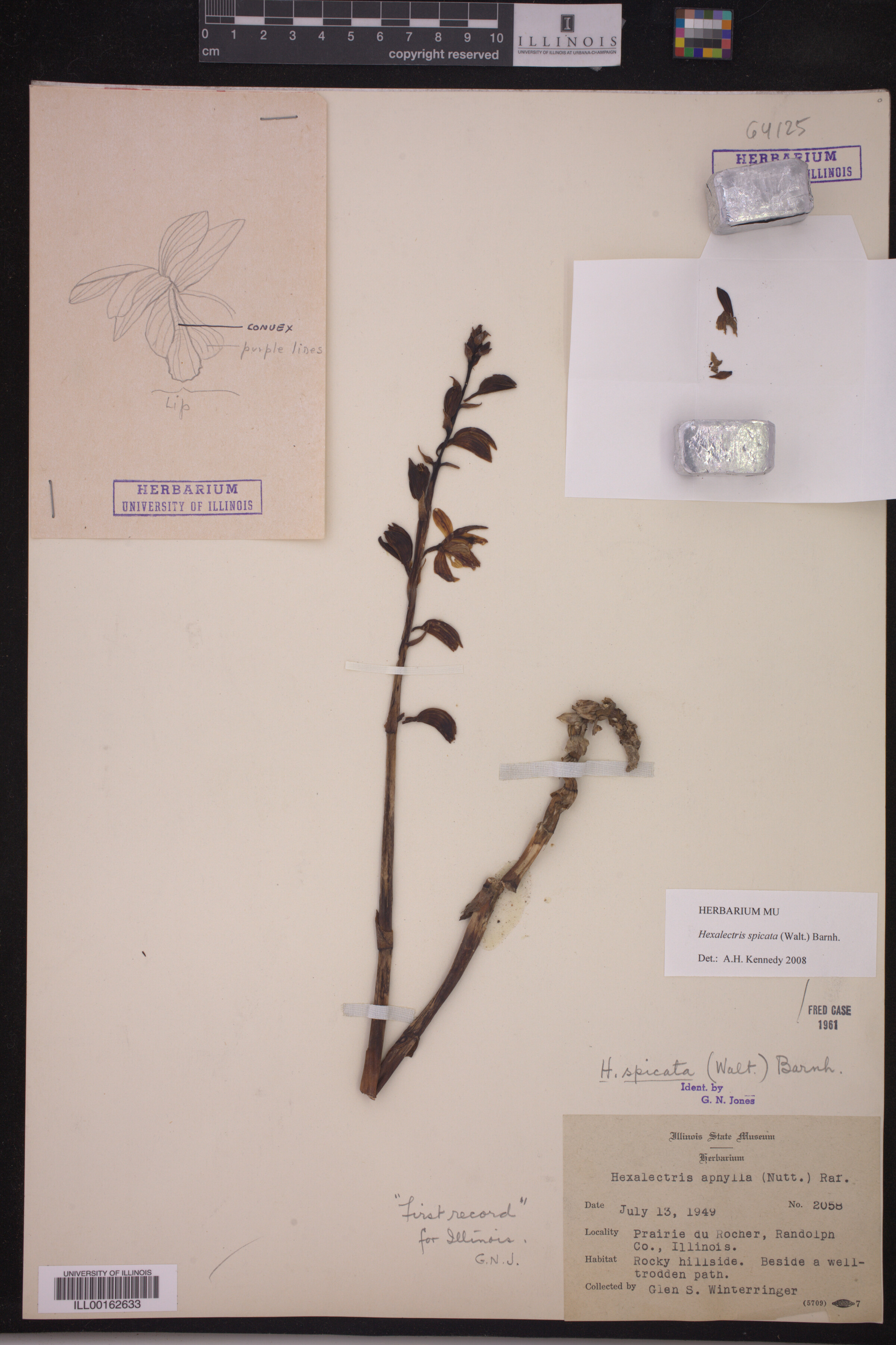 Hexalectris spicata image