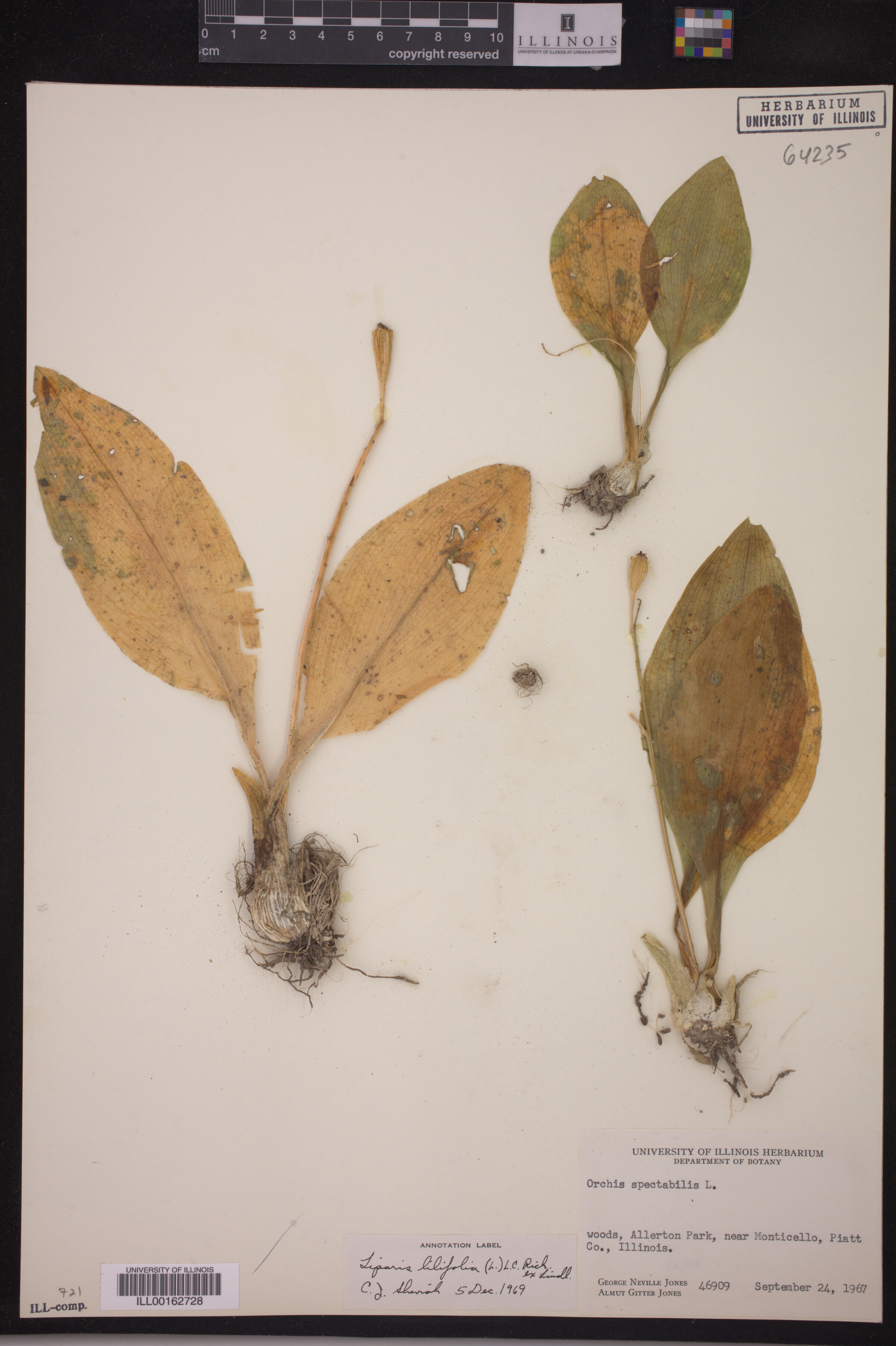 Liparis lilifolia image