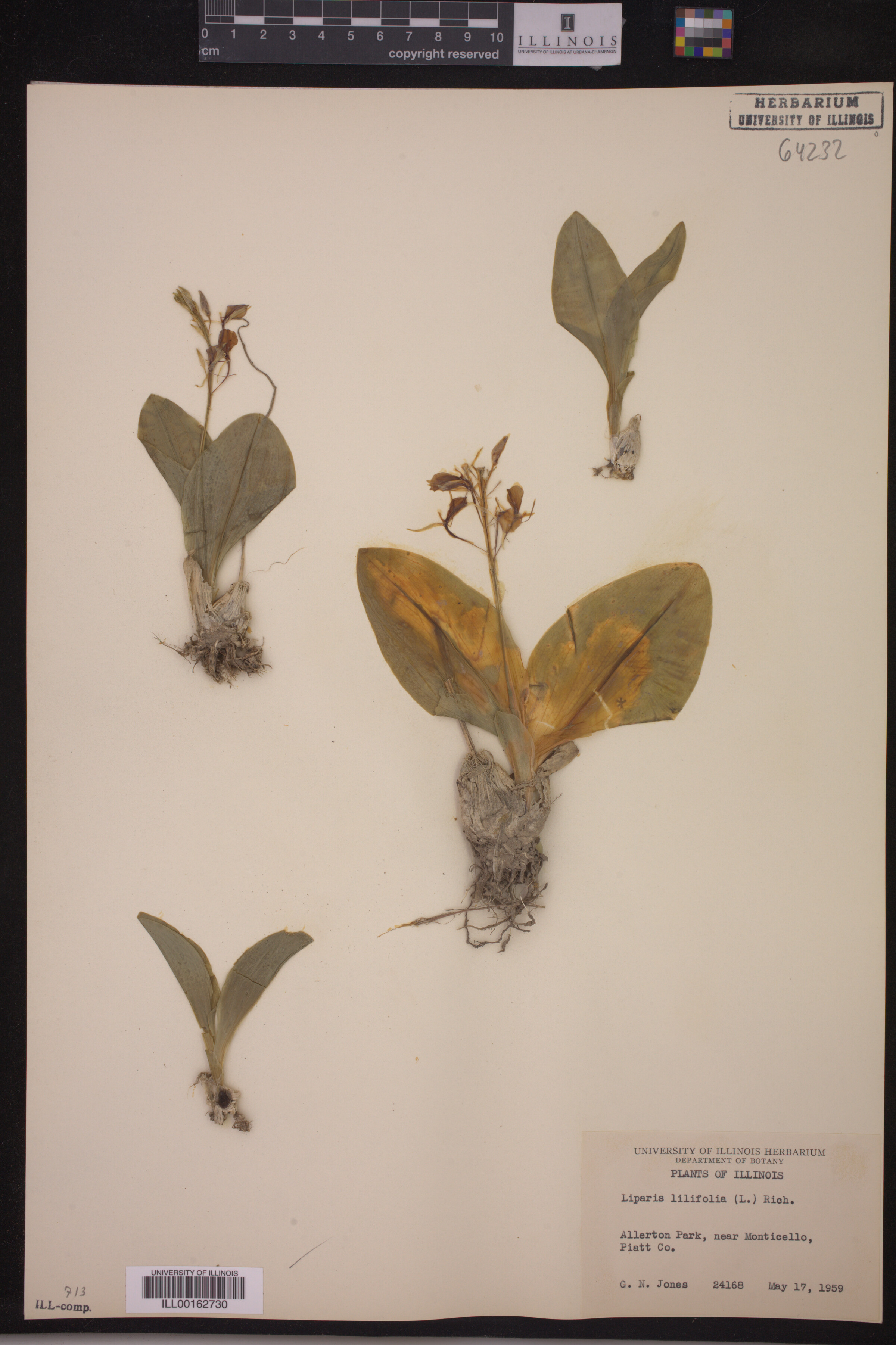 Liparis lilifolia image