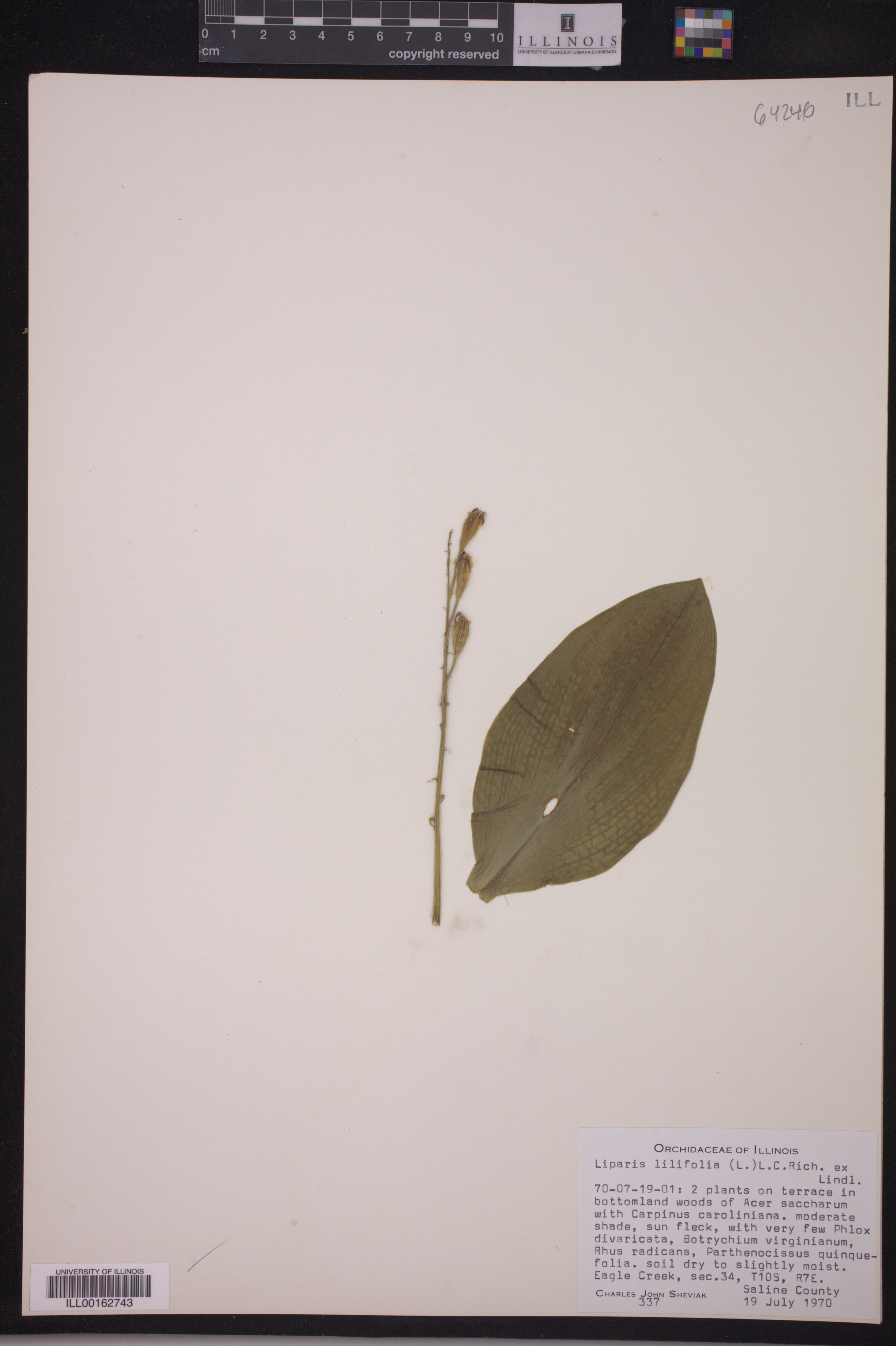 Liparis liliifolia image