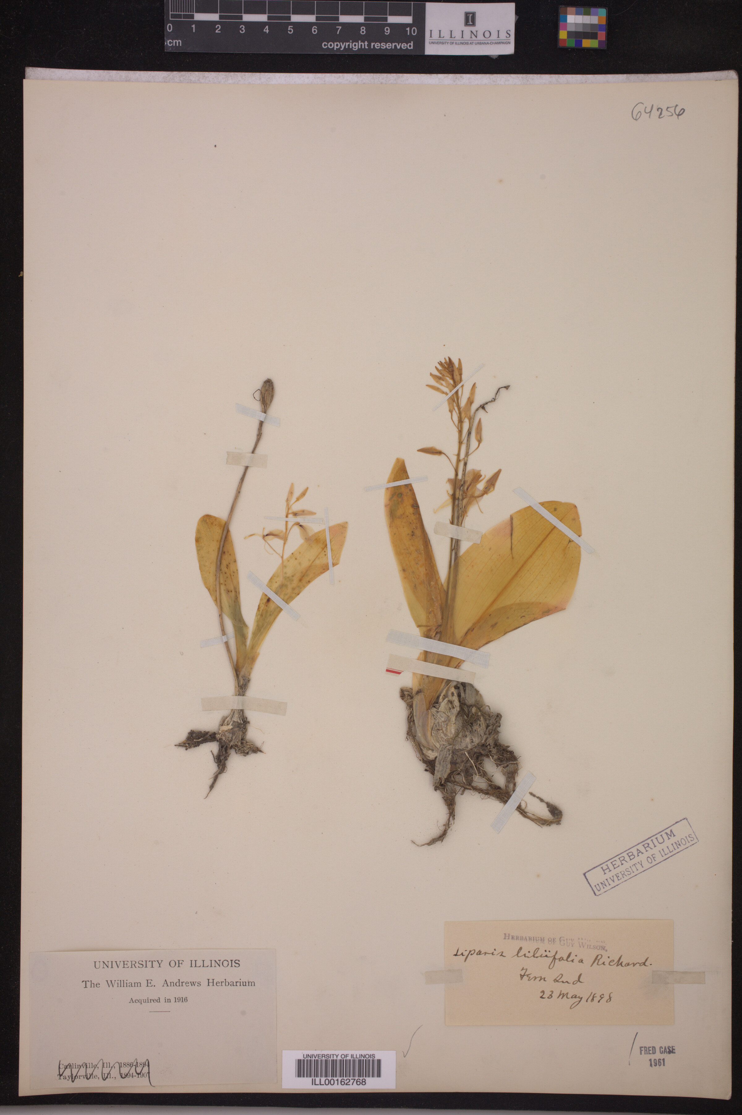 Liparis liliifolia image