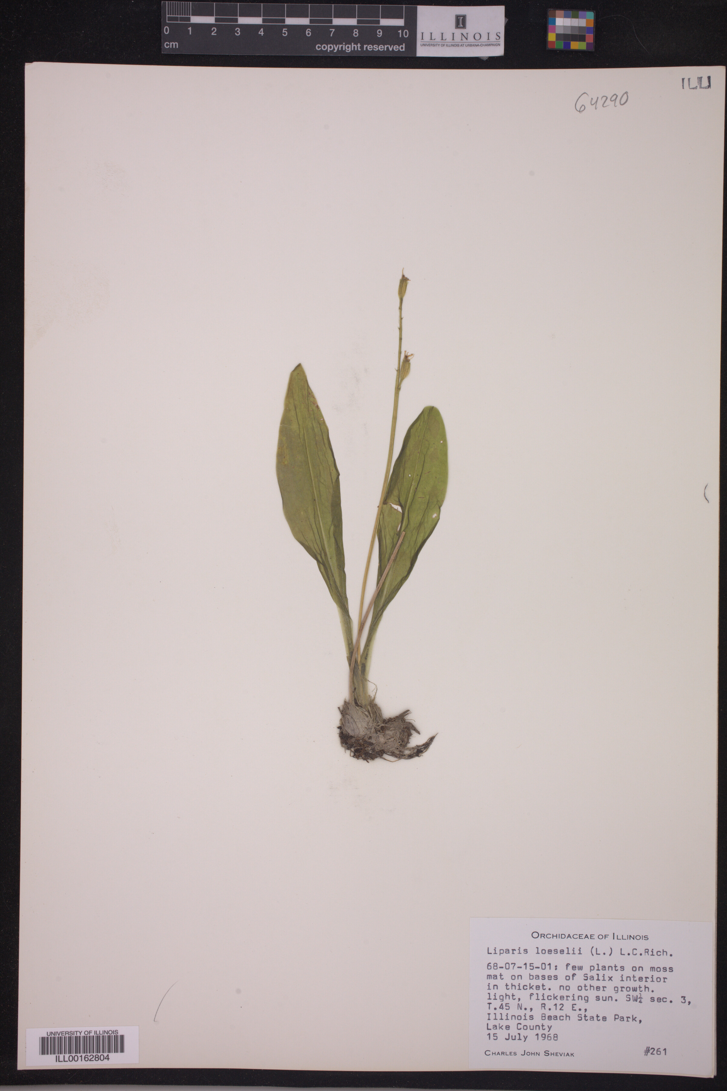 Liparis loeselii image