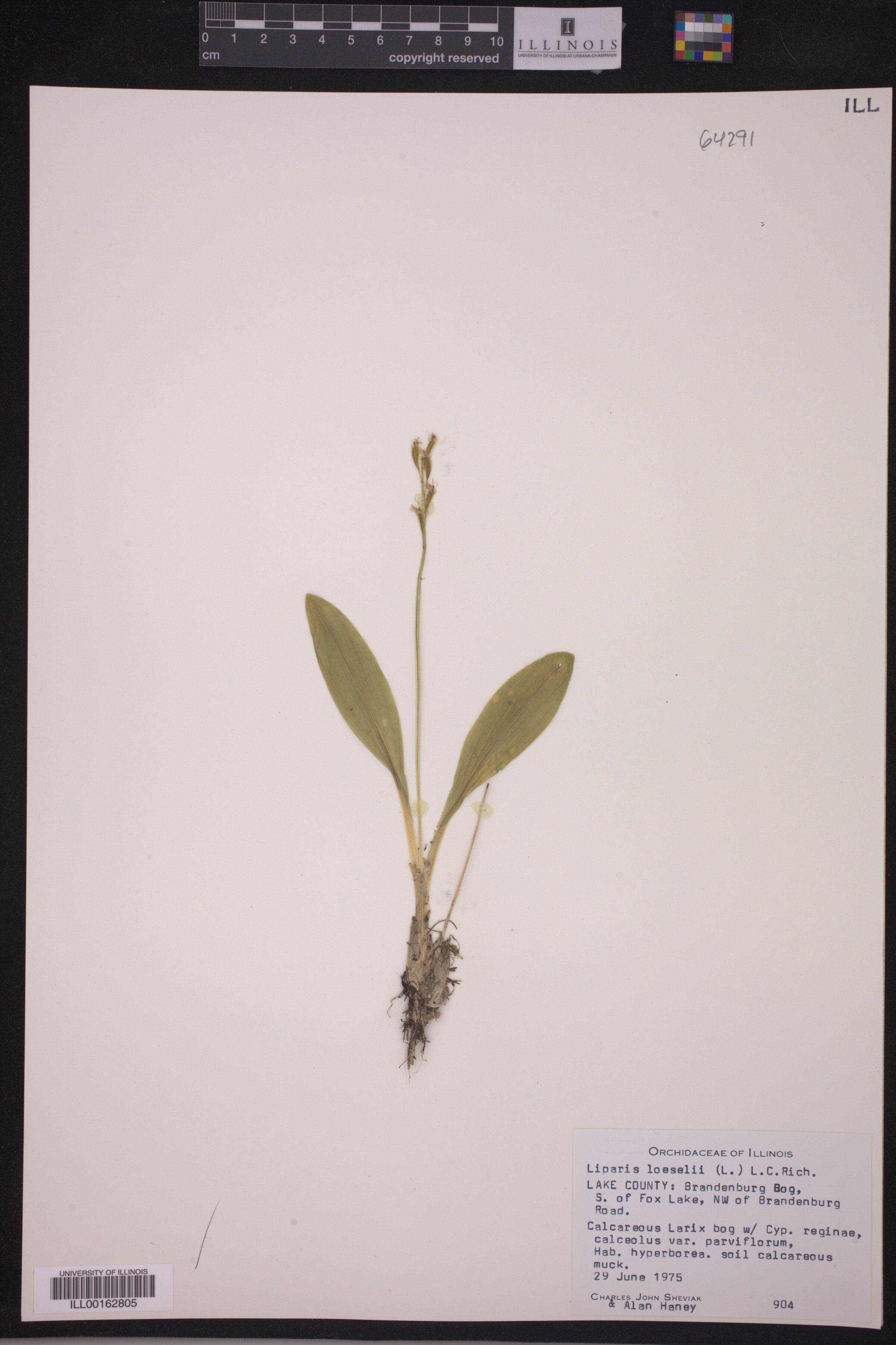 Liparis loeselii image