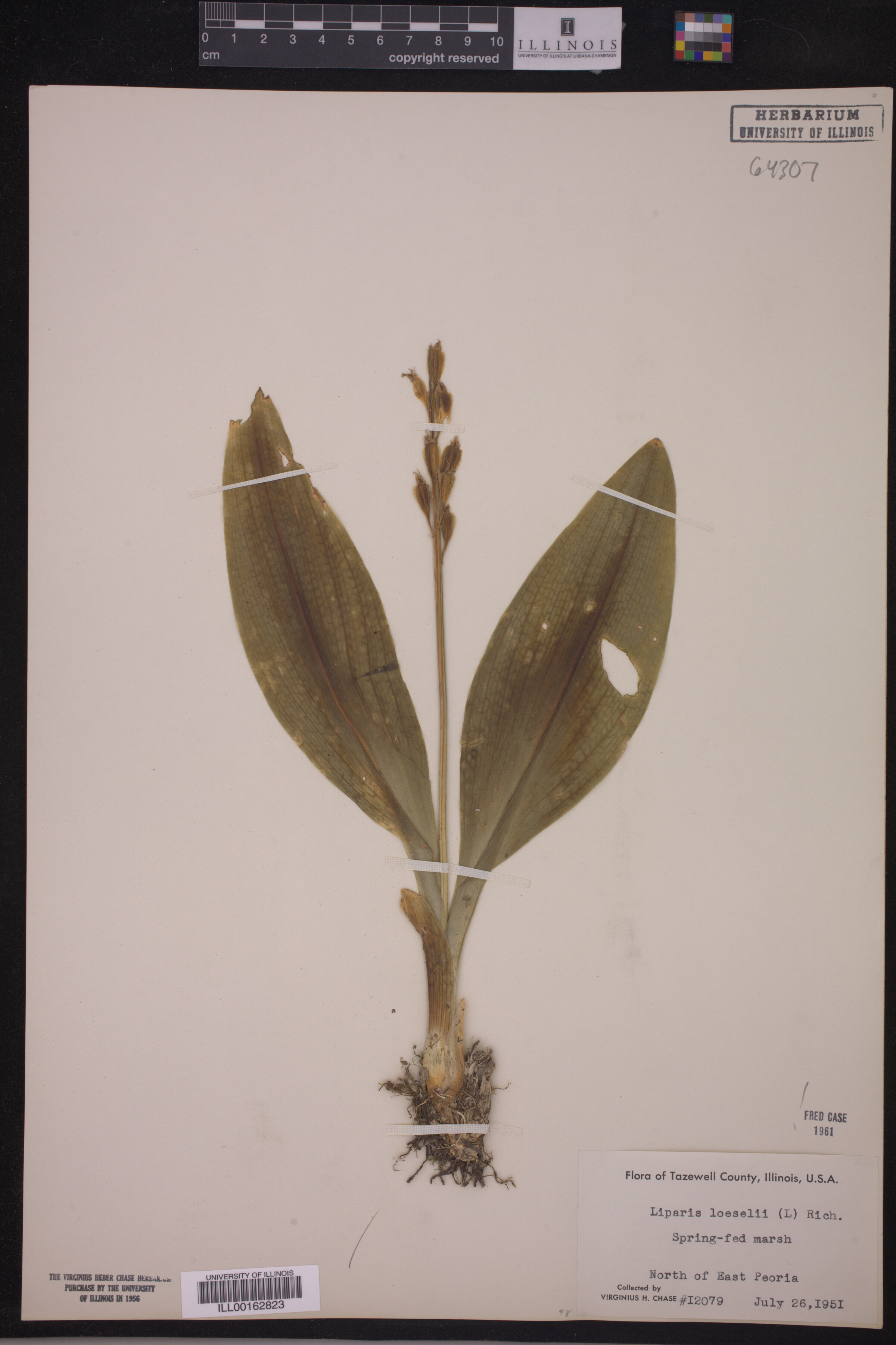 Liparis loeselli image