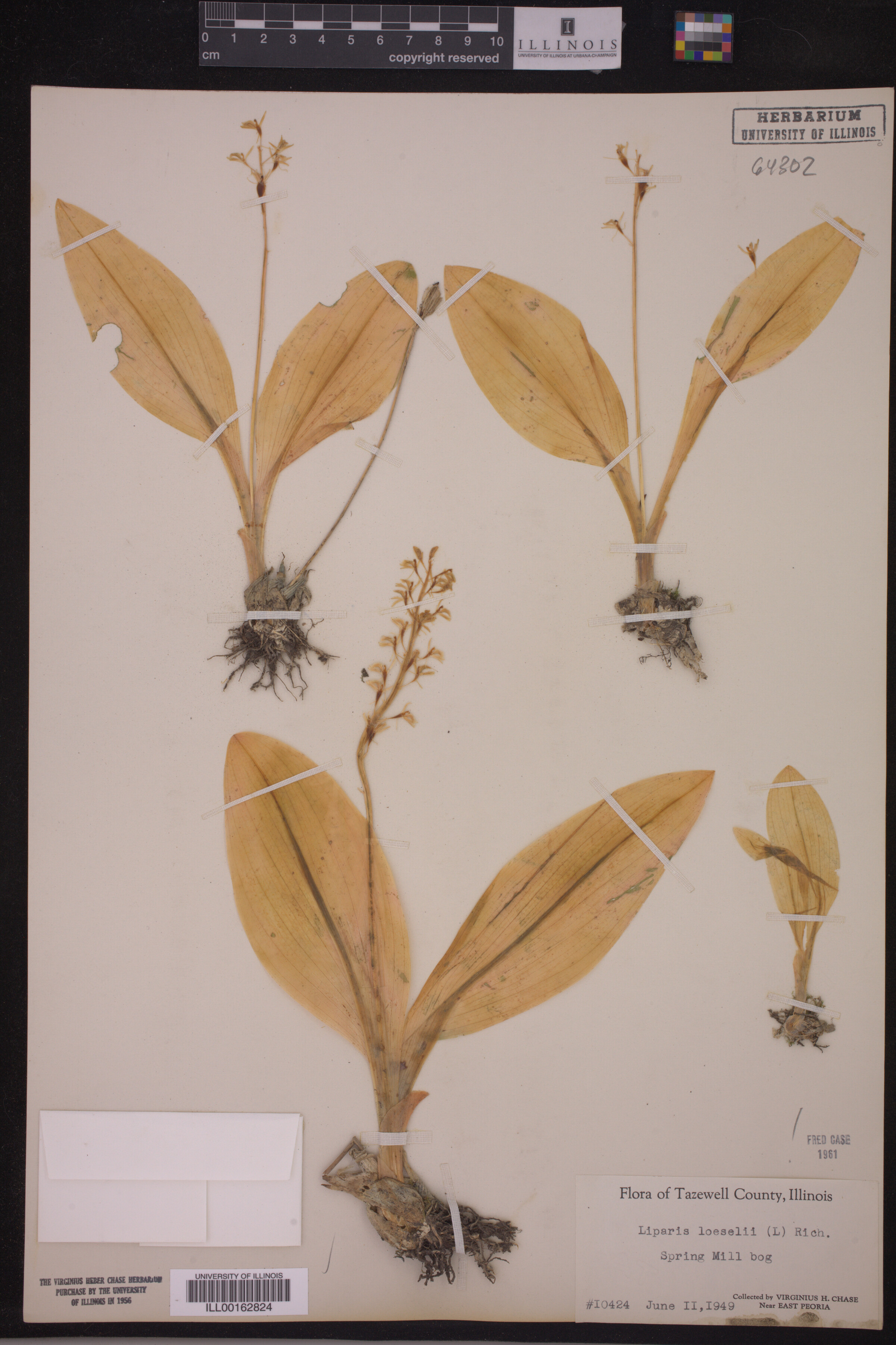 Liparis loeselli image