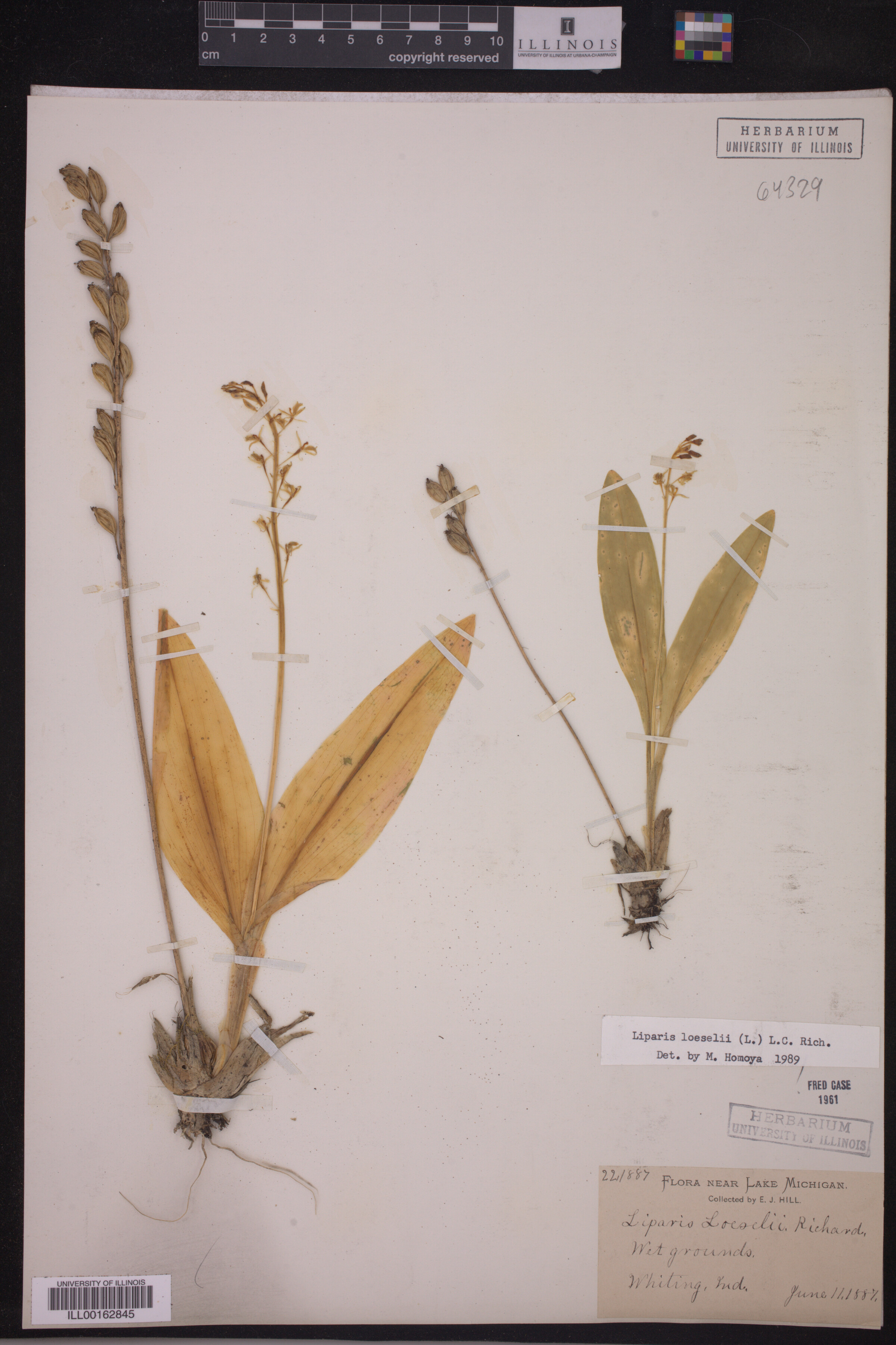 Liparis loeselli image