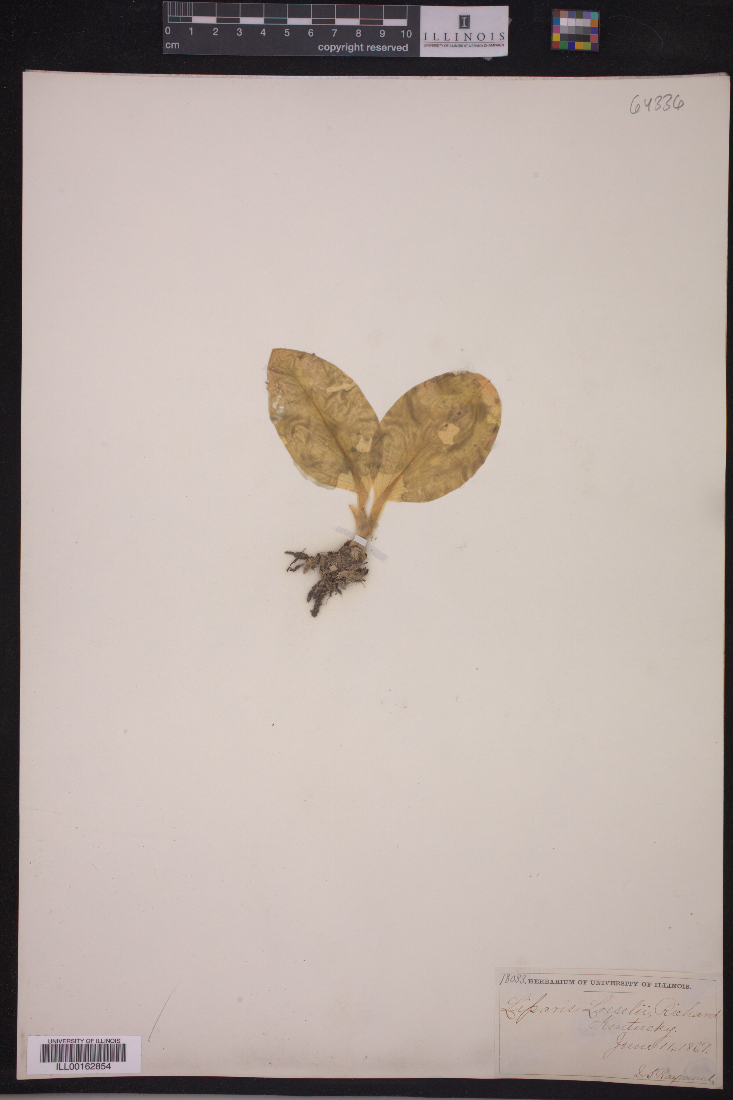Liparis loeselli image