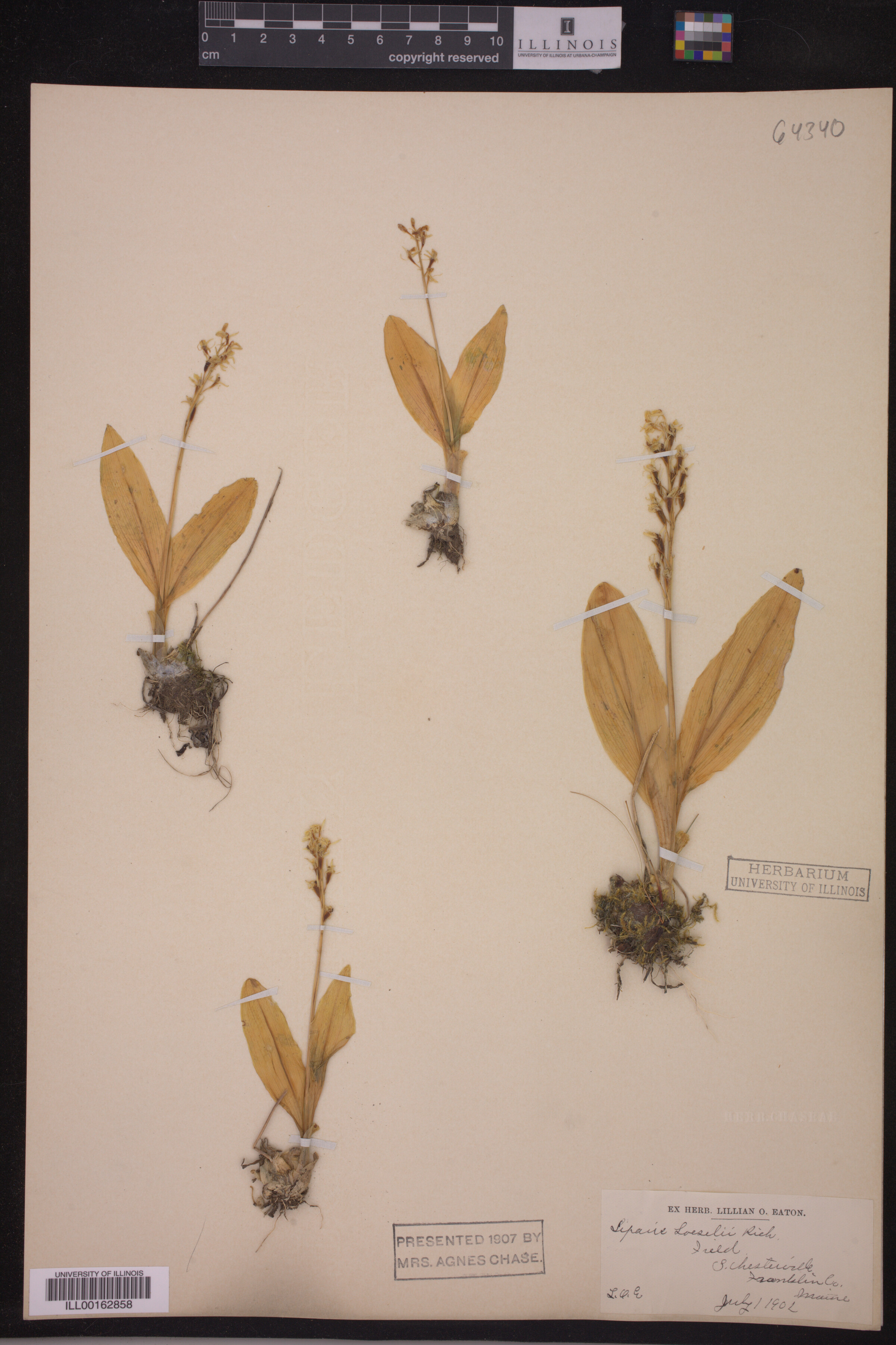 Liparis loeselli image