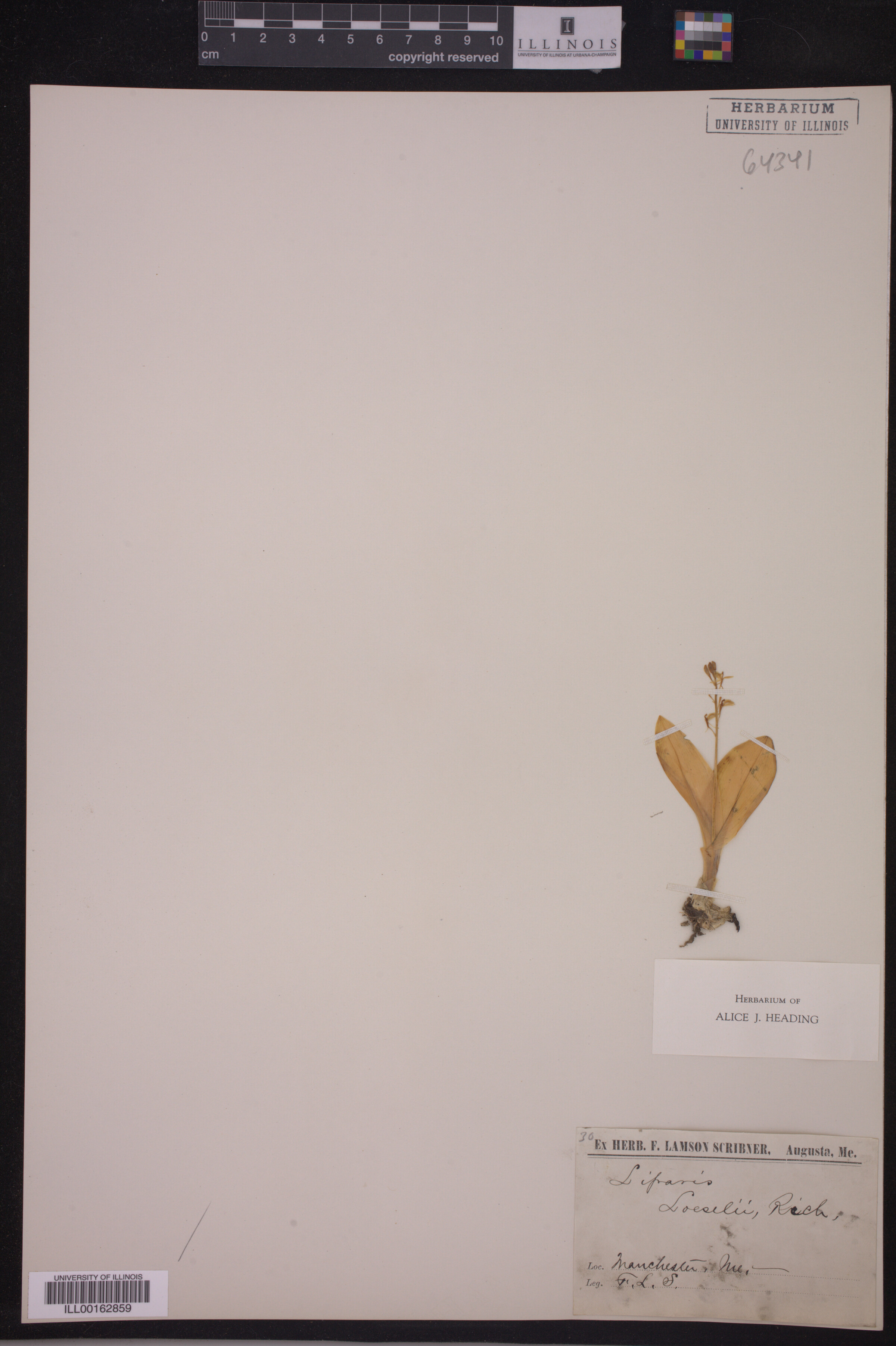 Liparis loeselli image