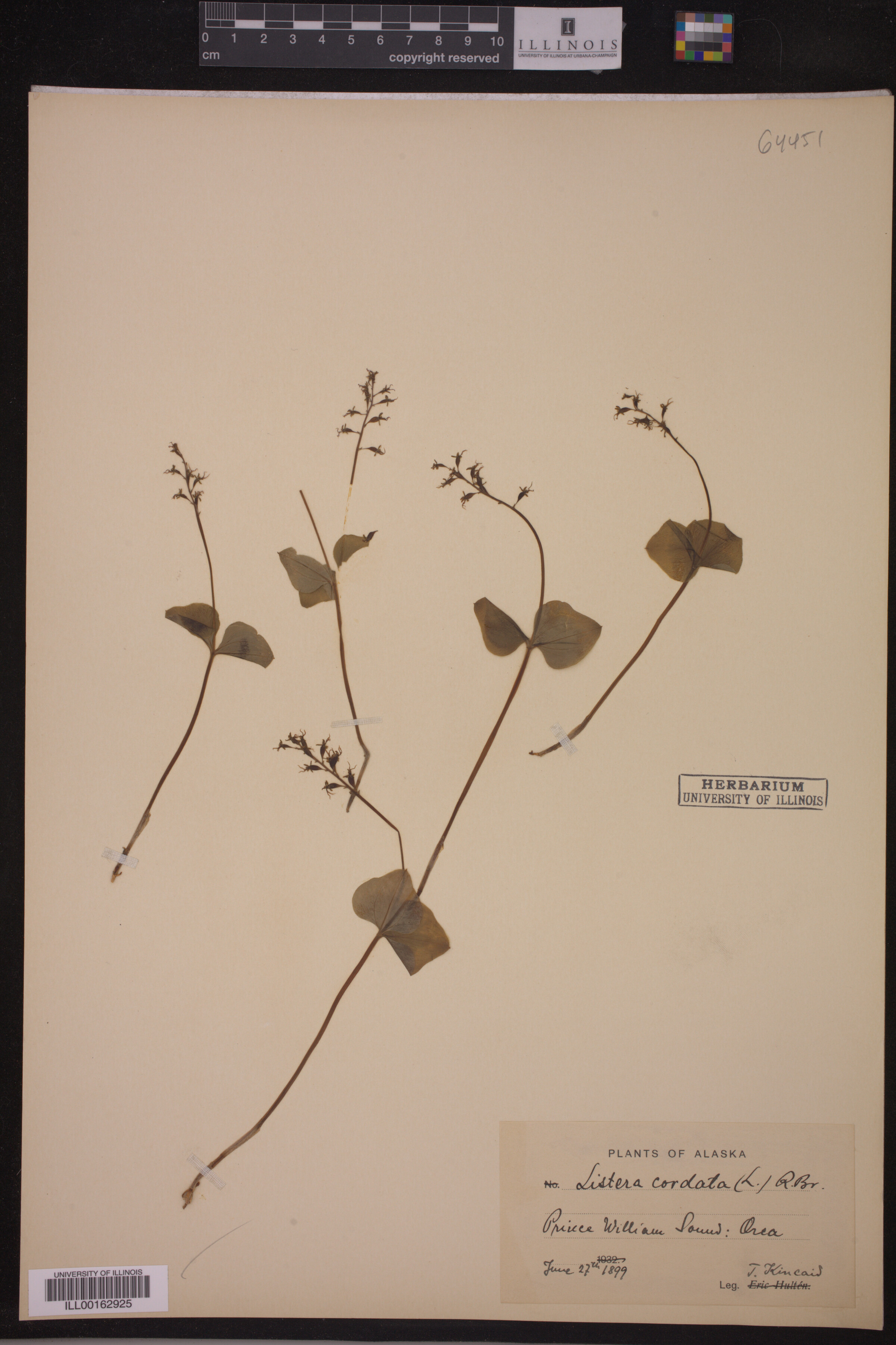 Listera cordata image