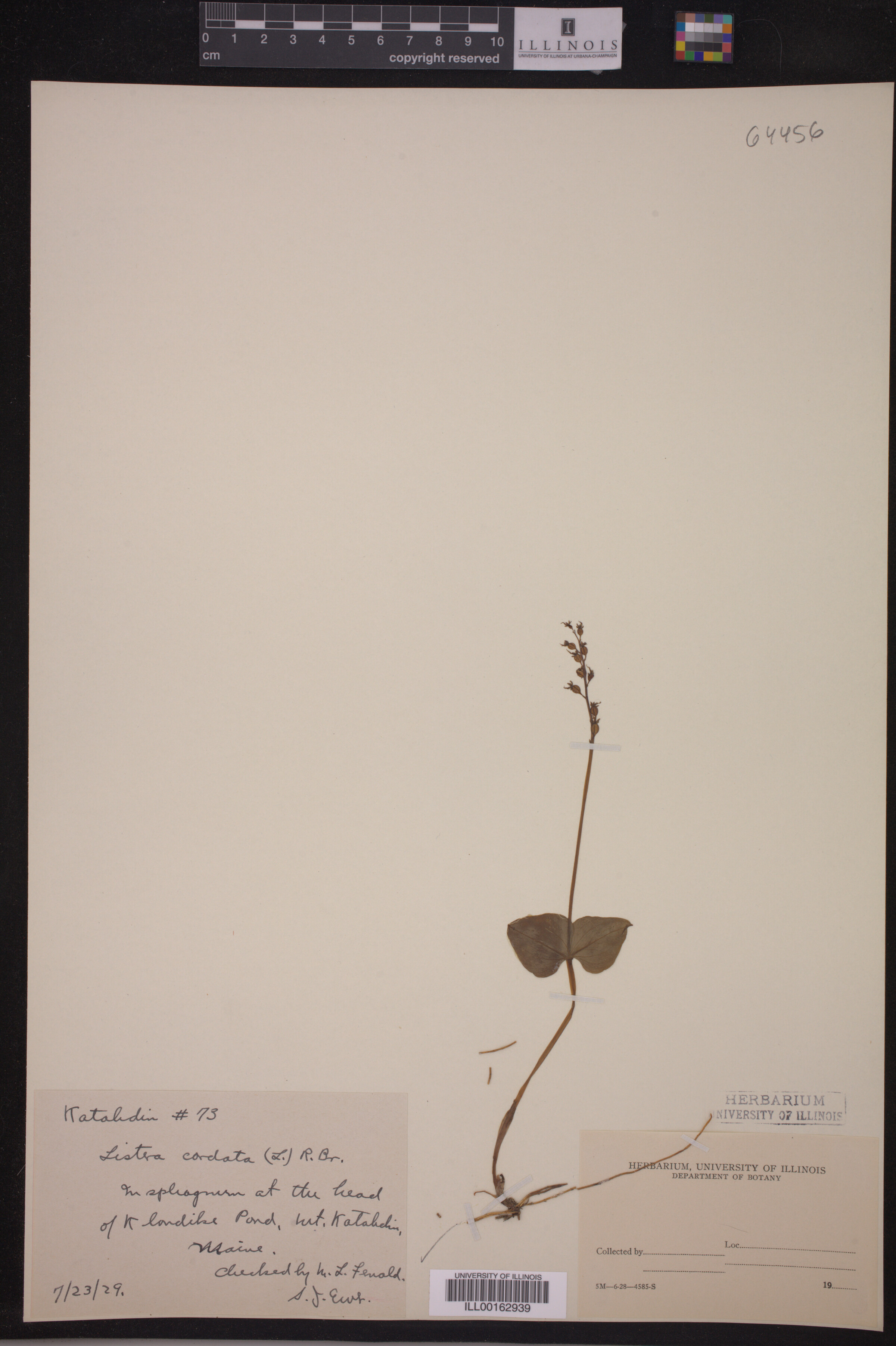 Listera cordata image