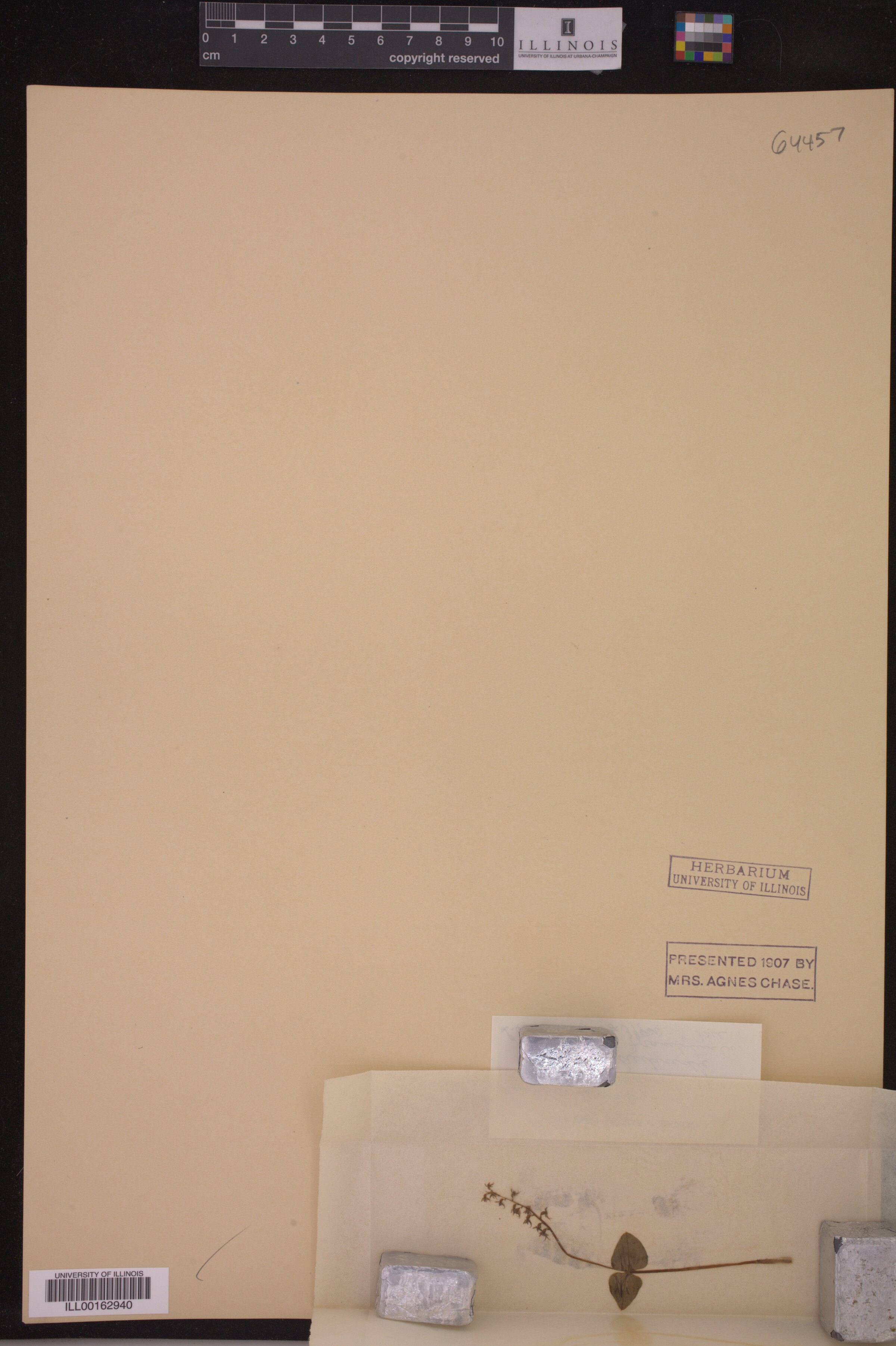 Listera cordata image