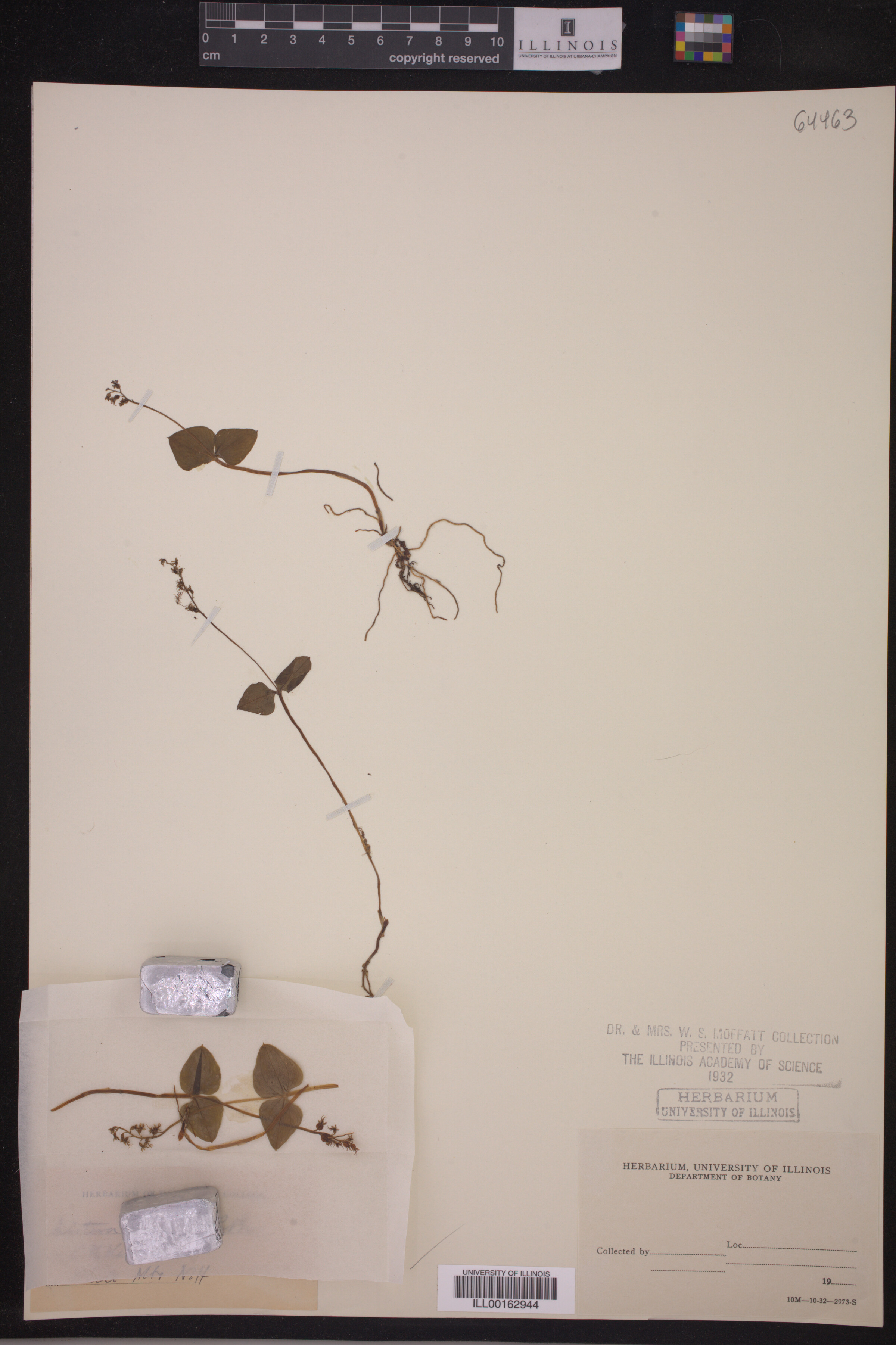 Listera cordata image