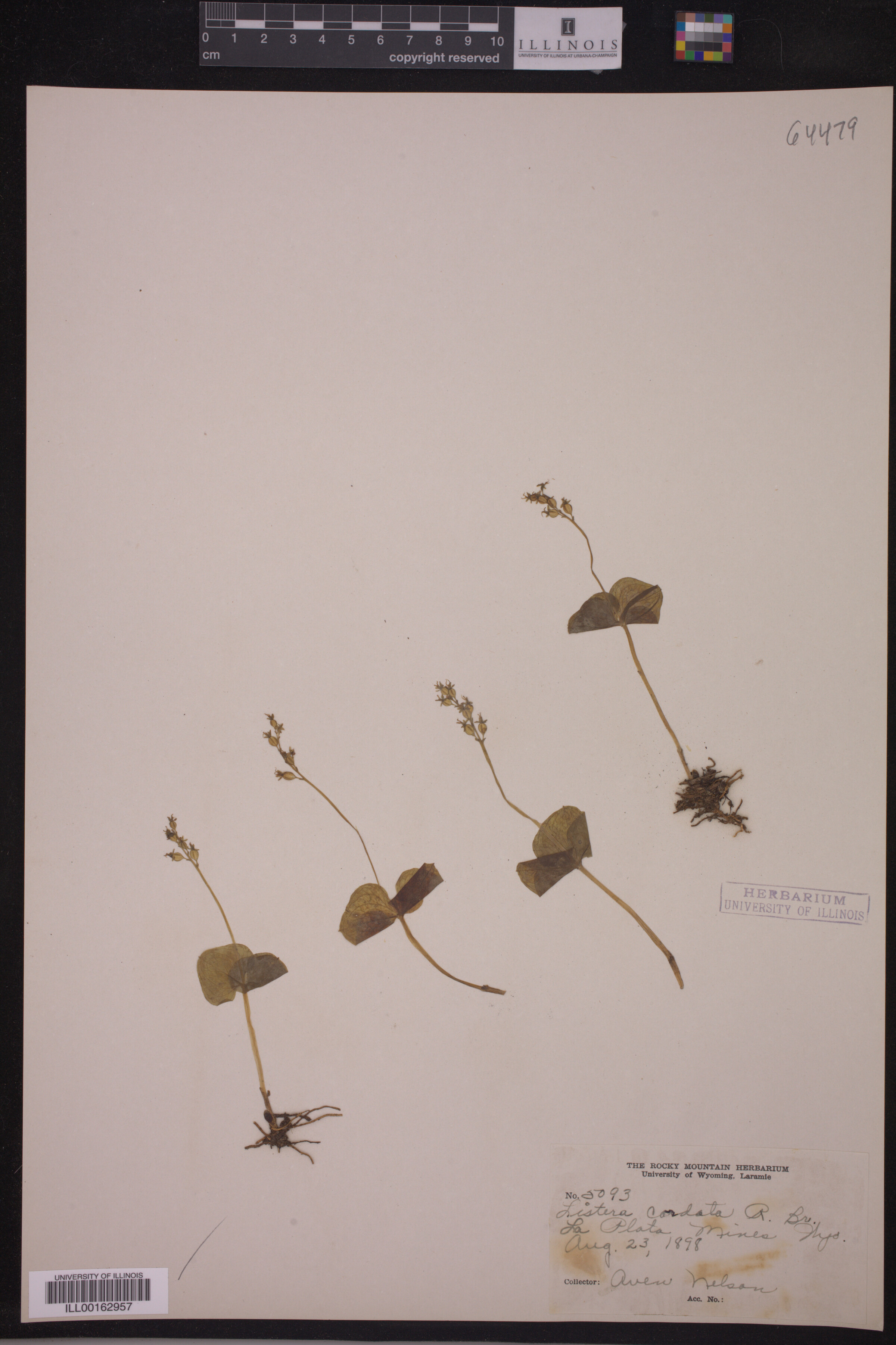 Listera cordata image