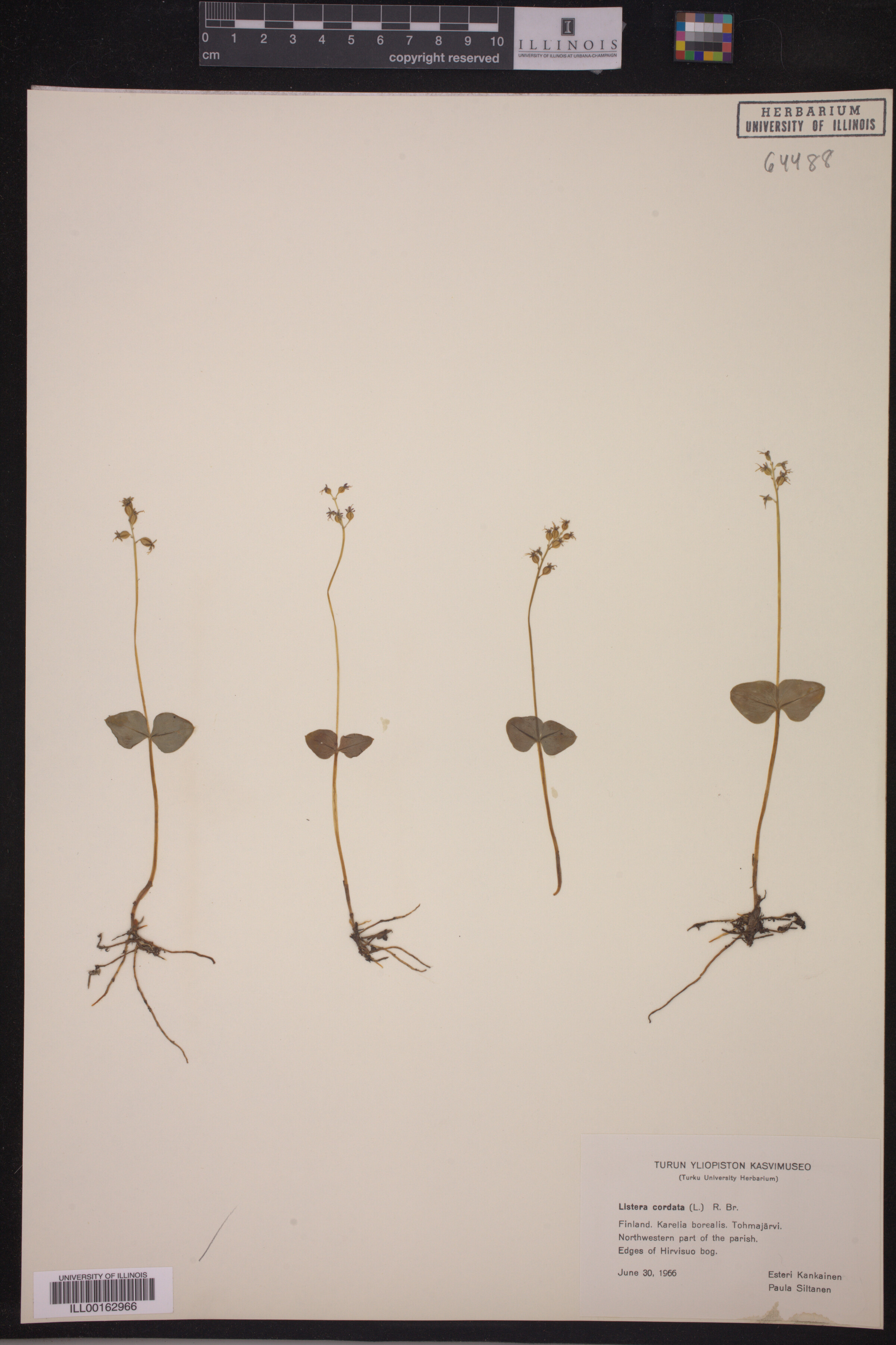 Listera cordata image