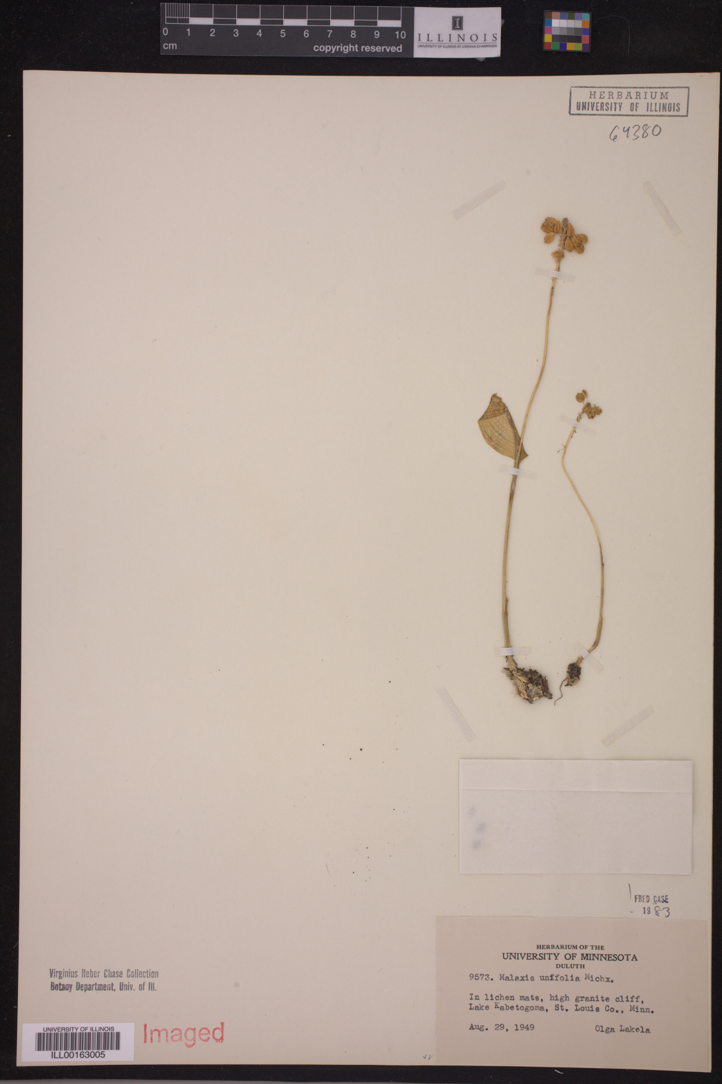 Malaxis unifolia image