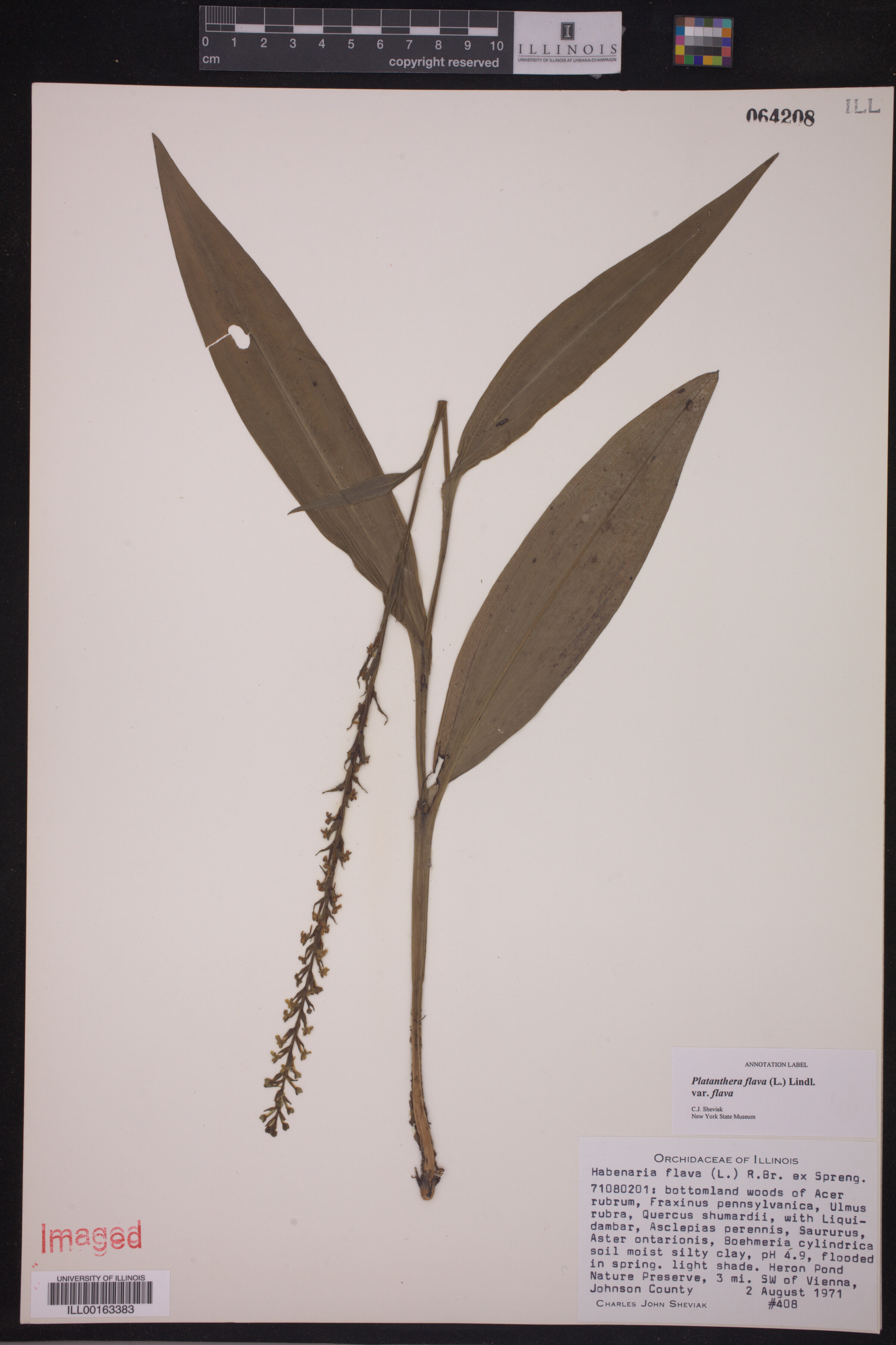 Platanthera flava var. flava image