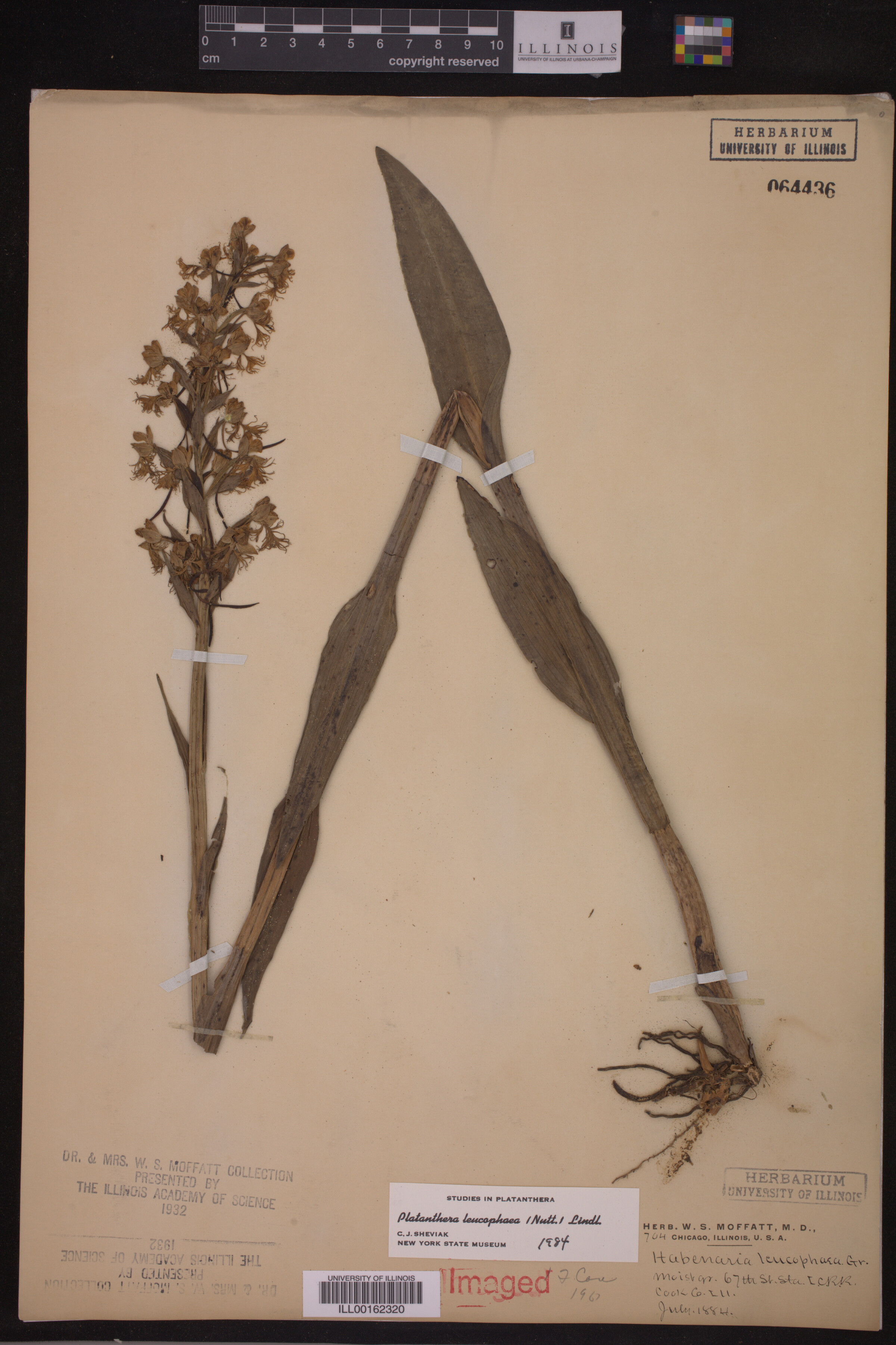 Platanthera image