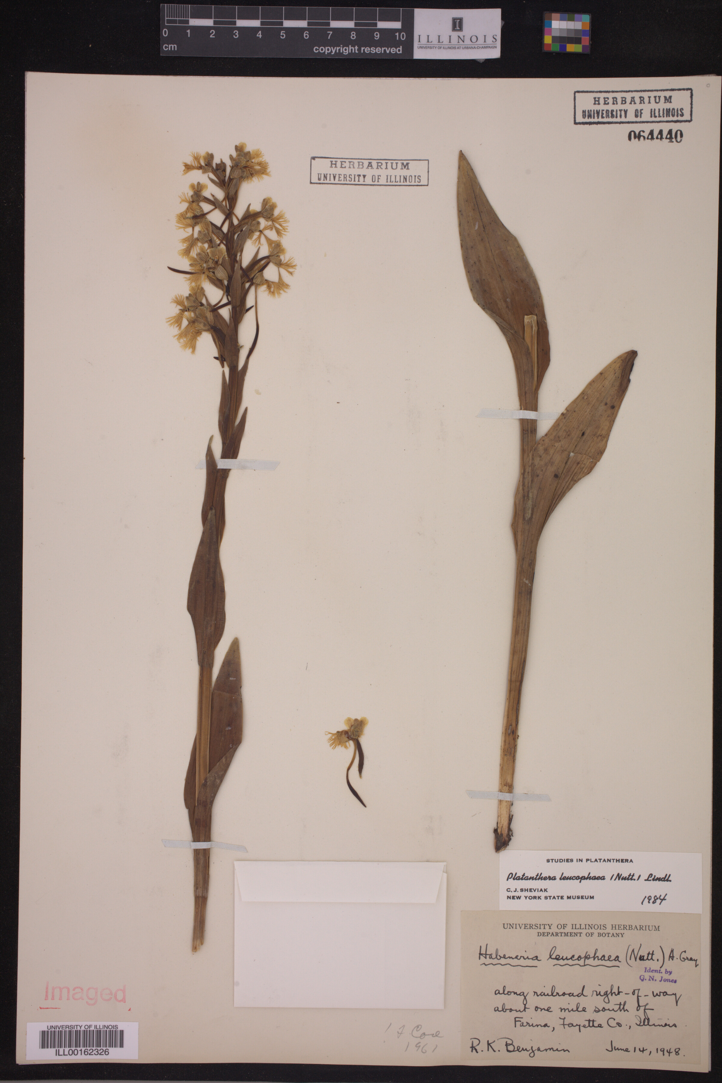 Platanthera image