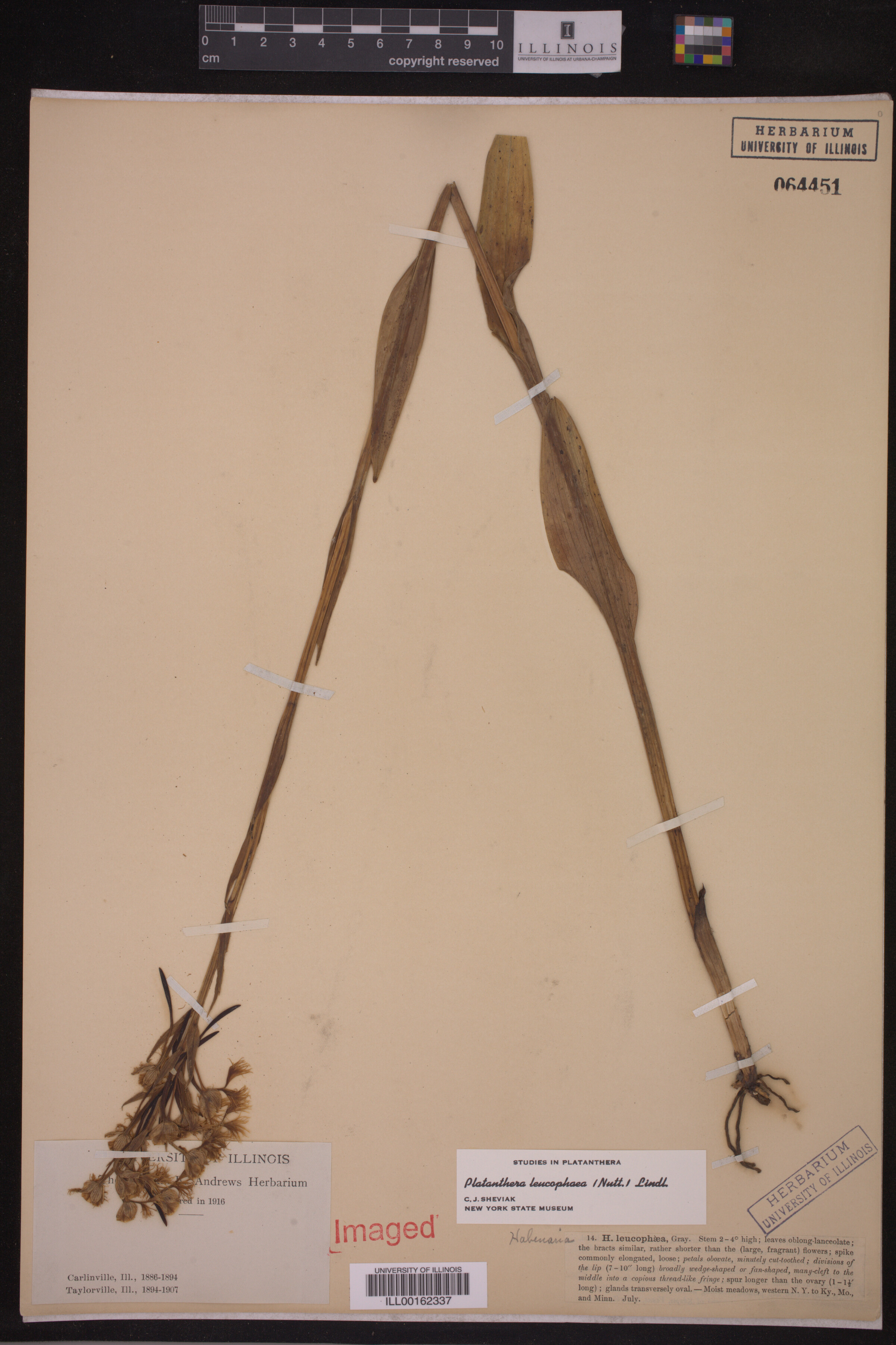 Platanthera image