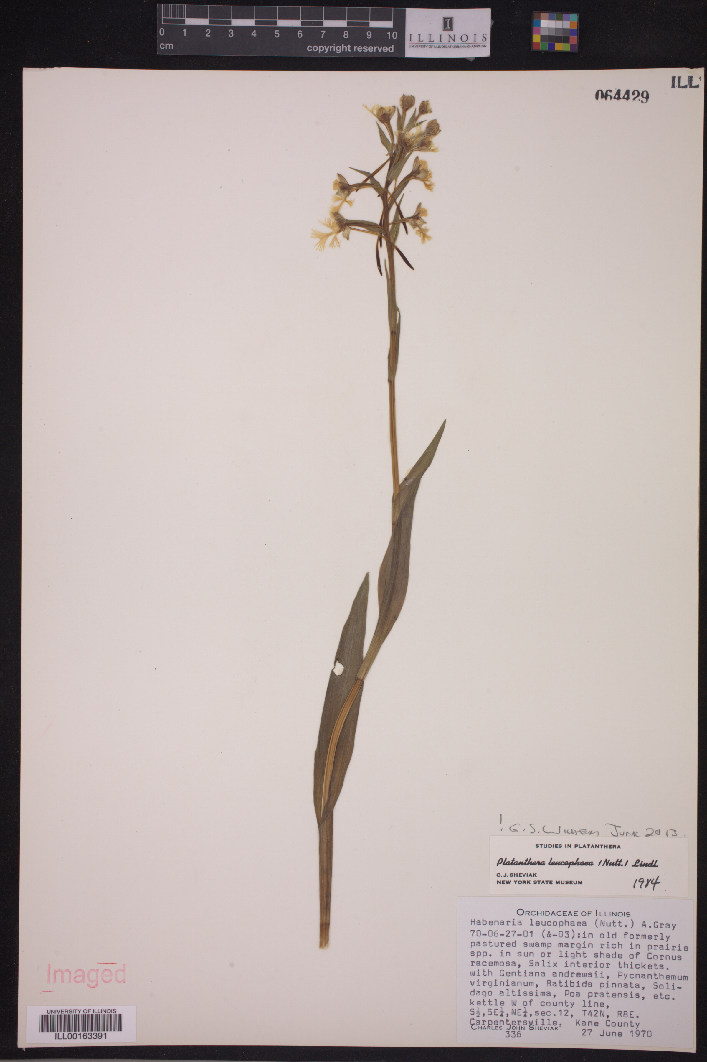 Platanthera image