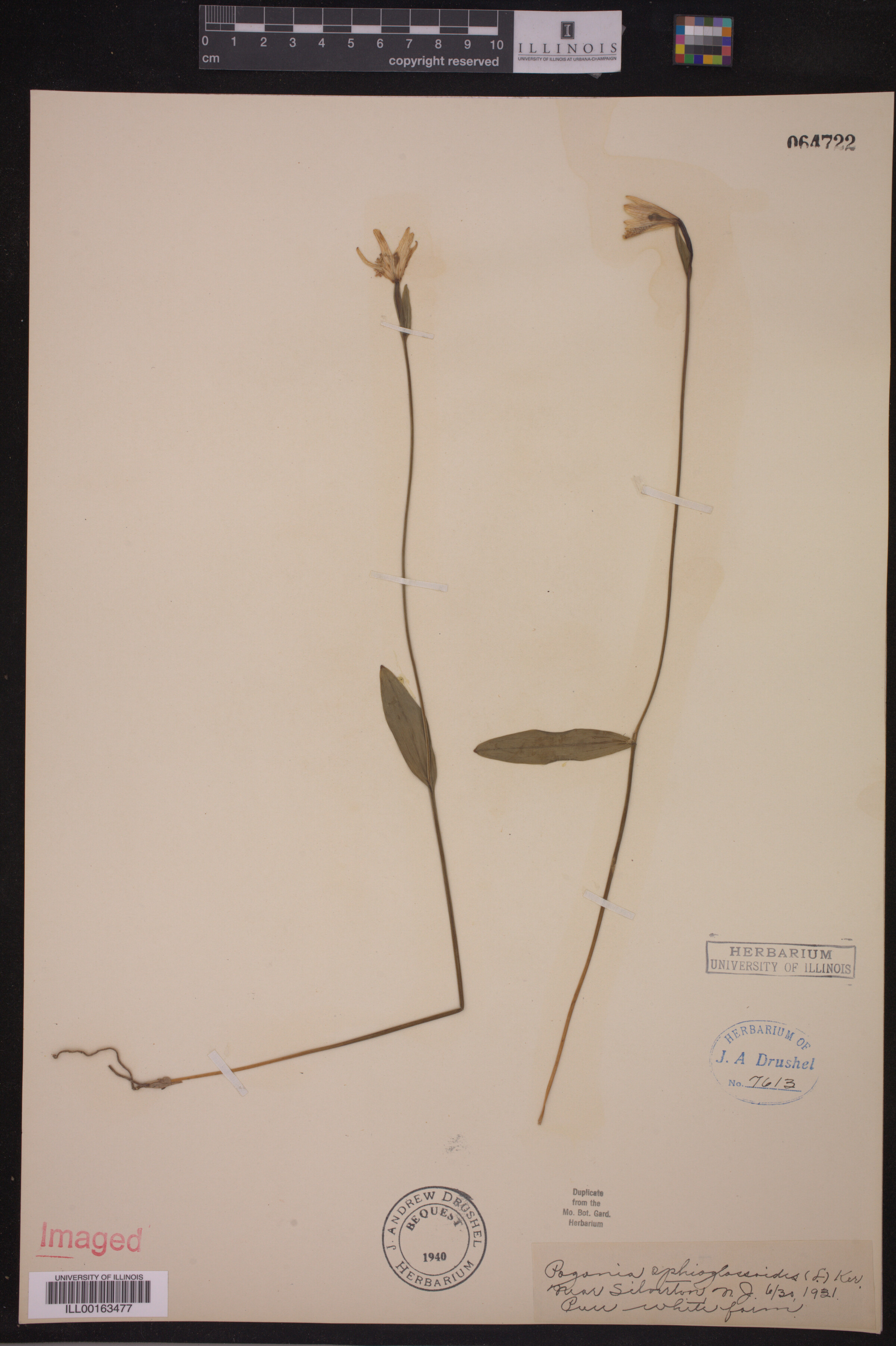Pogonia image