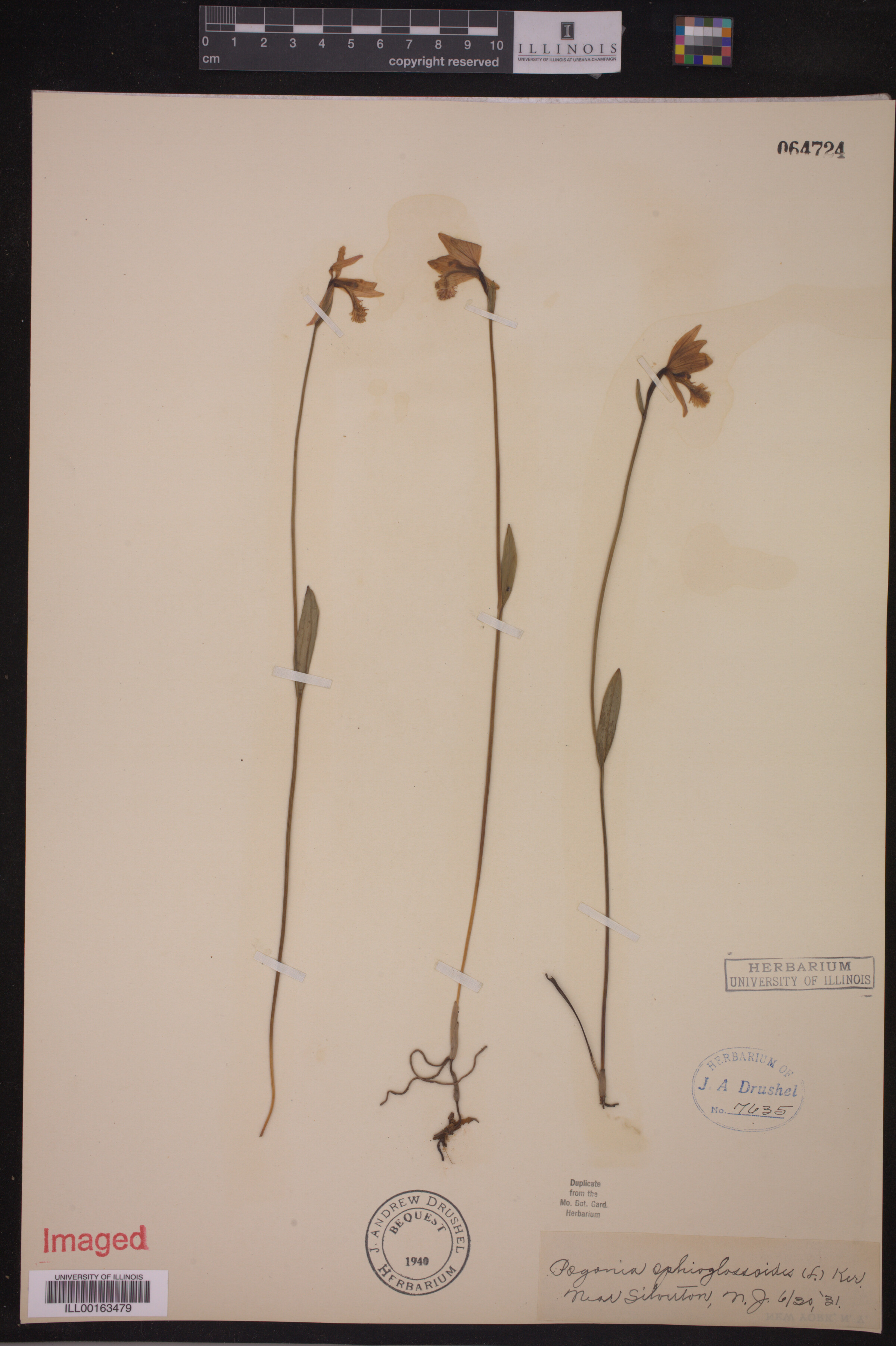 Pogonia image