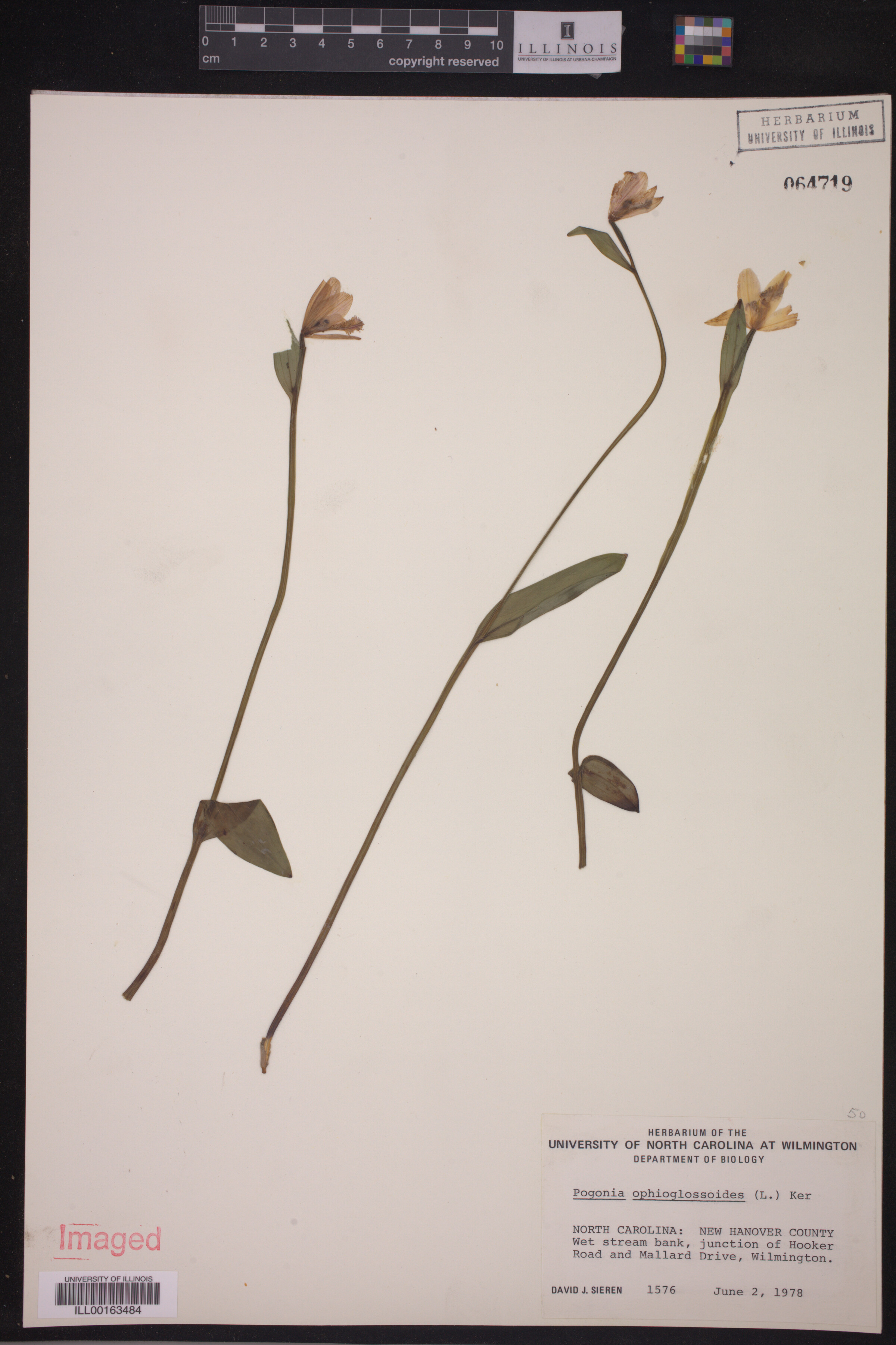Orchidaceae image