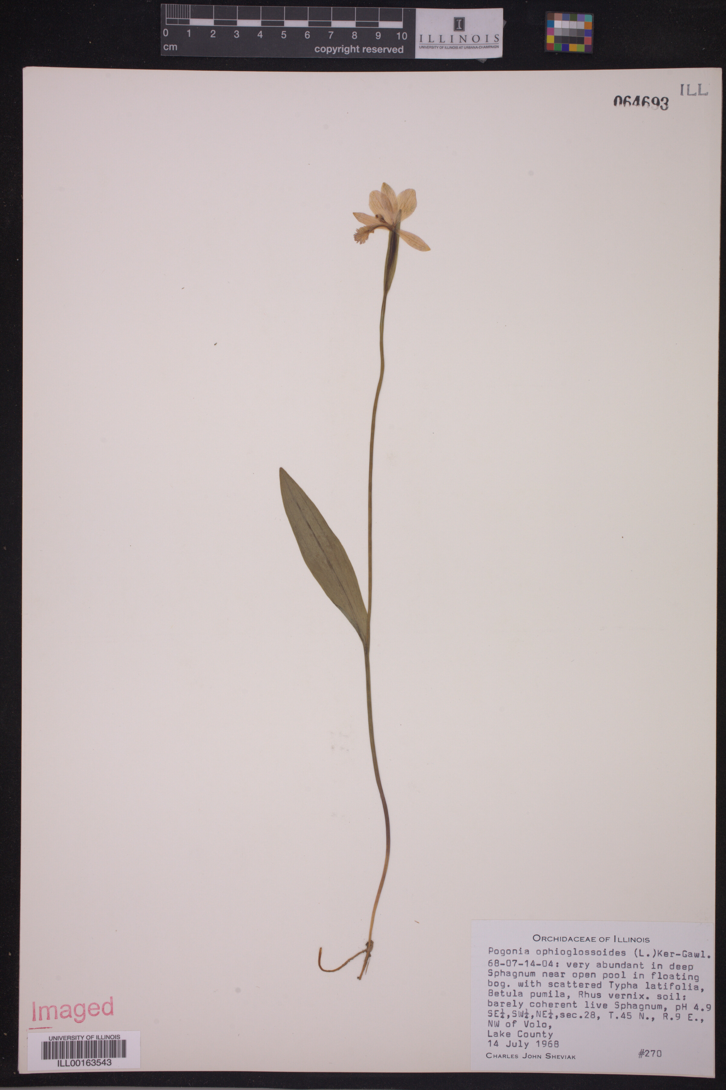 Pogonia image