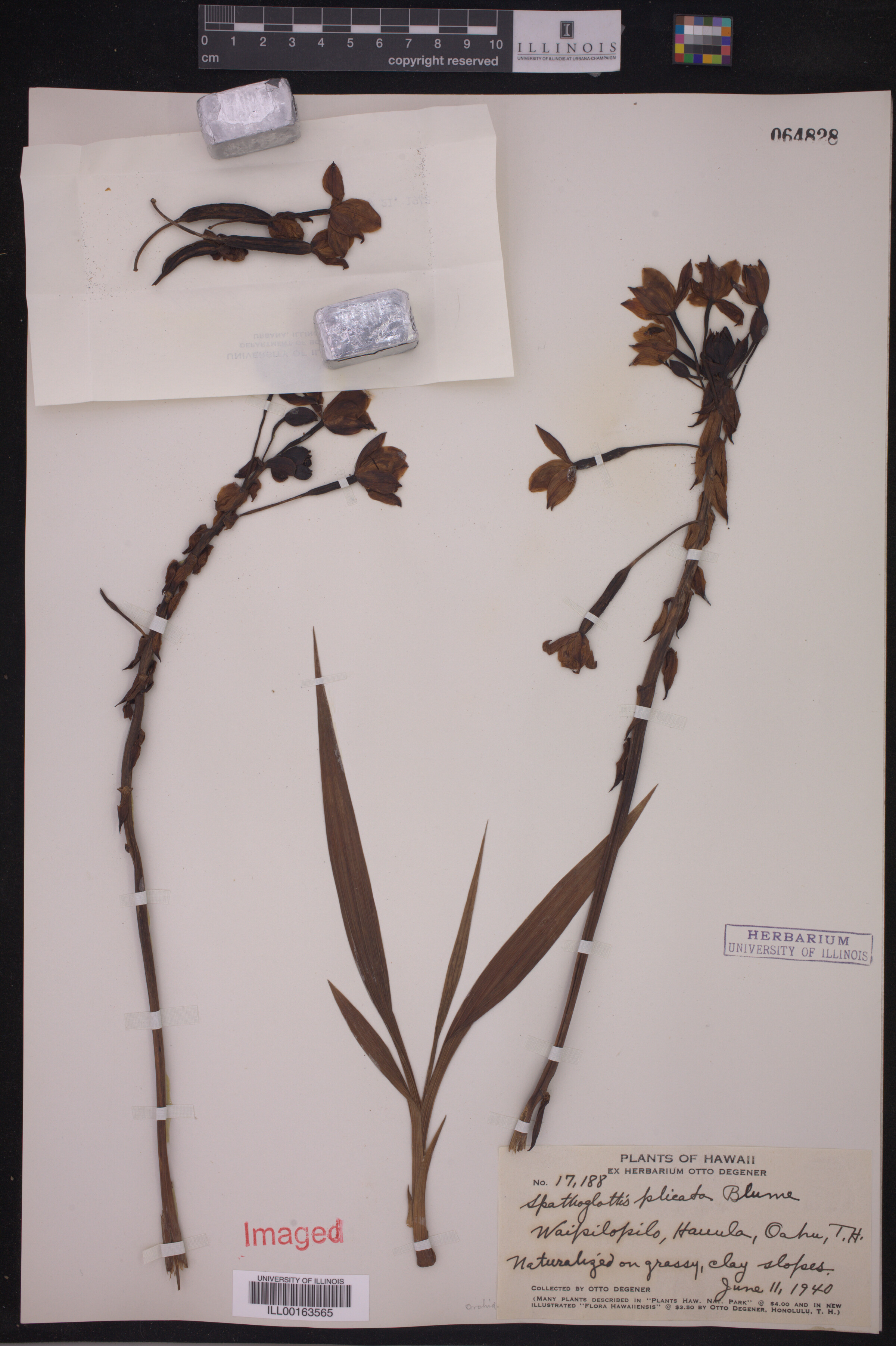 Spathoglottis plicata image