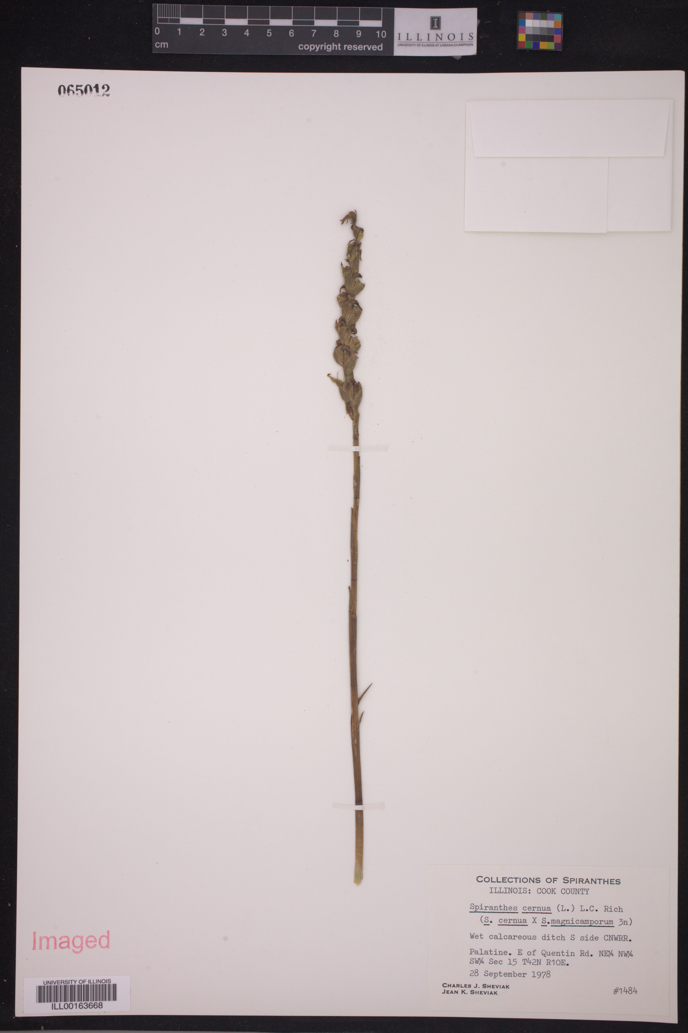 Spiranthes cernua image