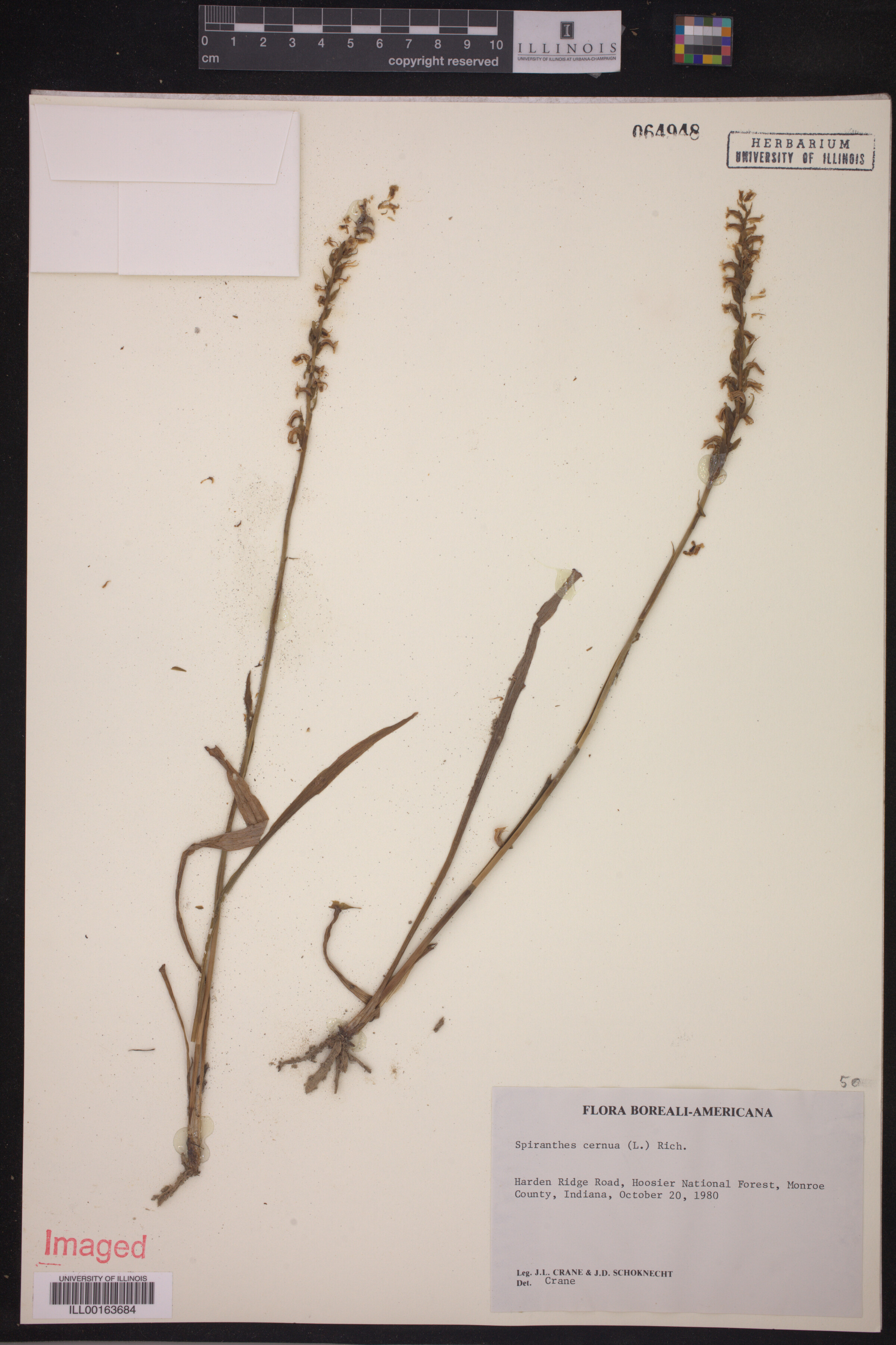 Spiranthes cernua image