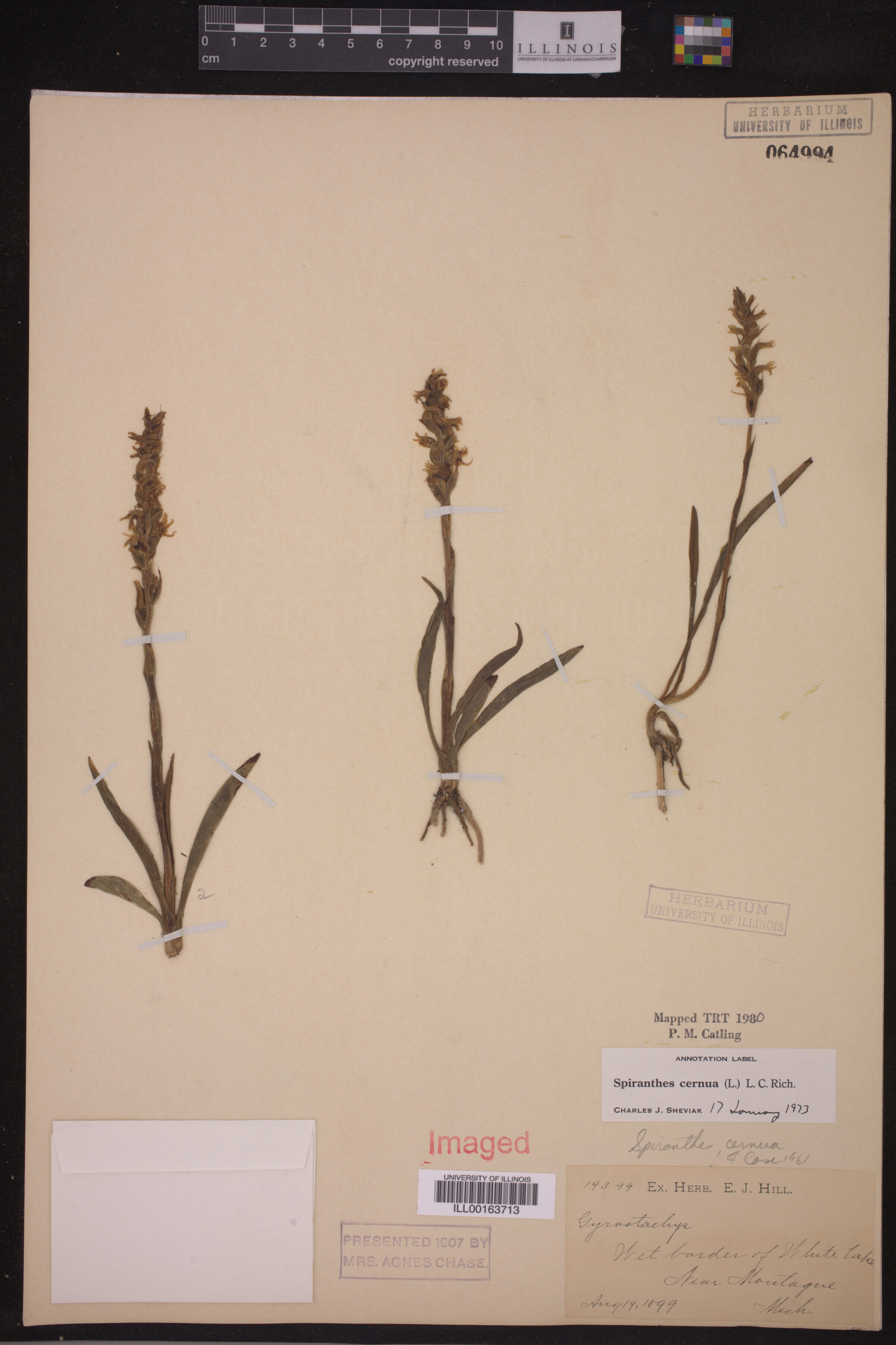 Spiranthes cernua image