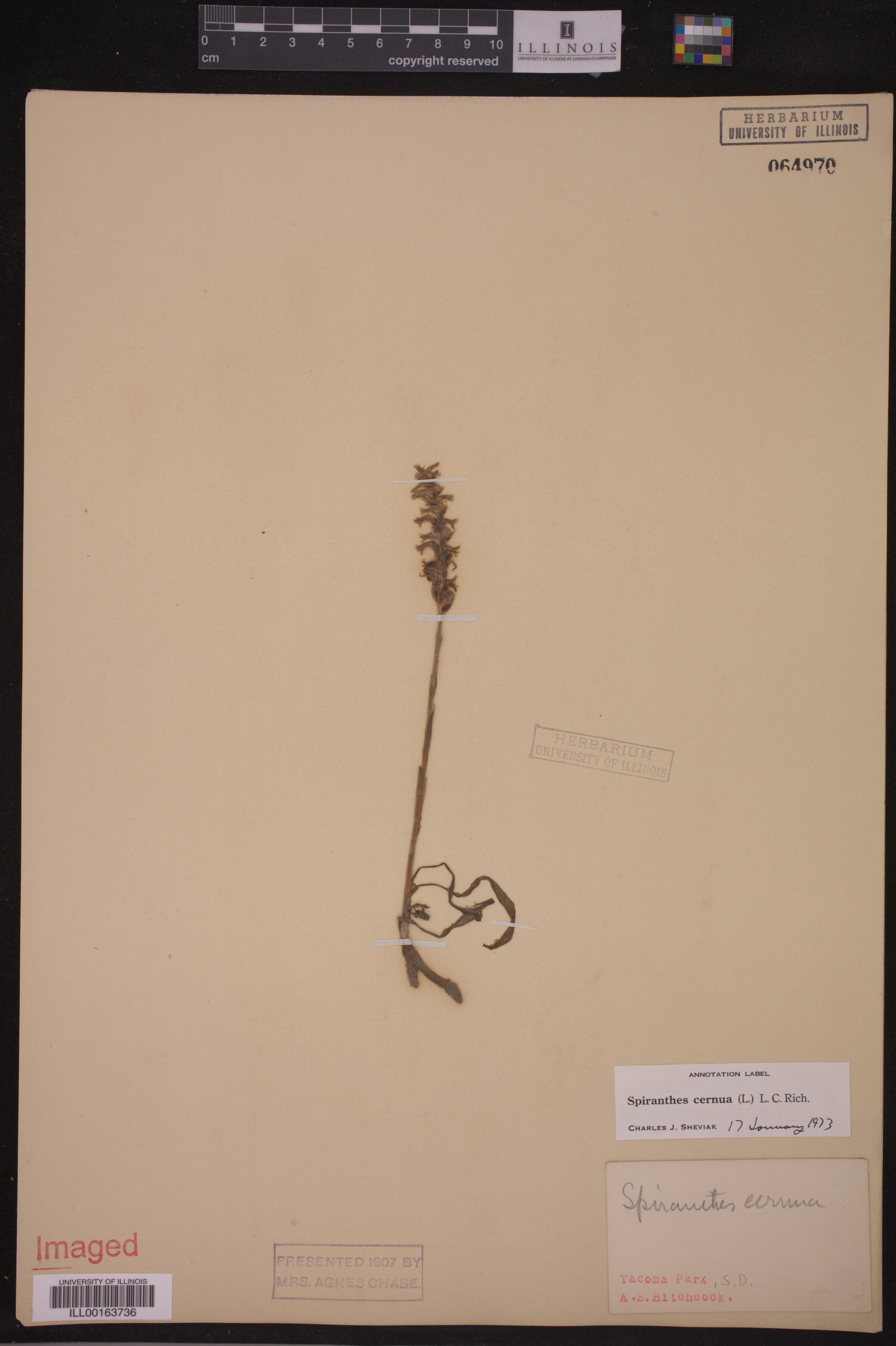 Spiranthes cernua image