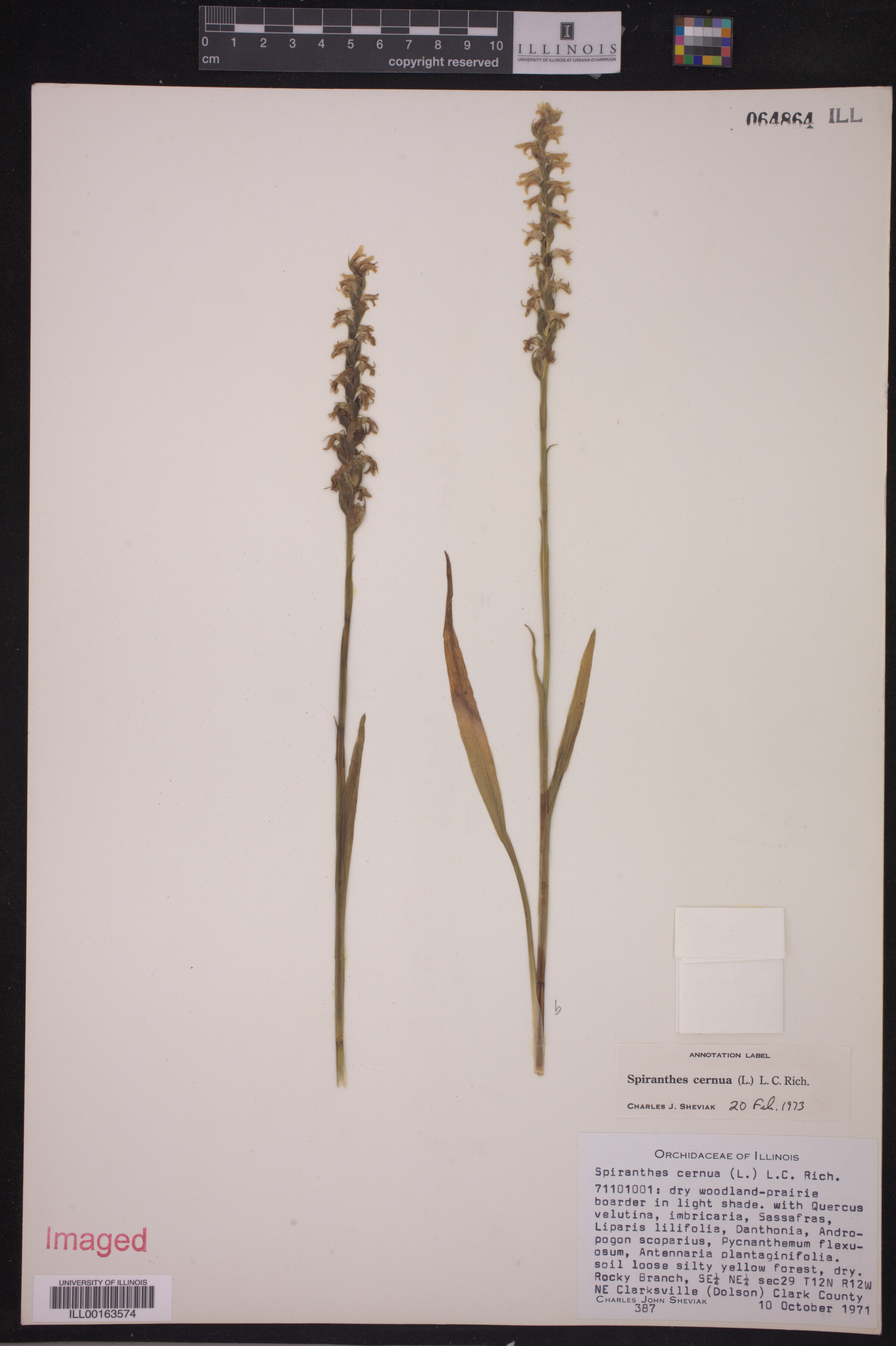 Spiranthes cernua image