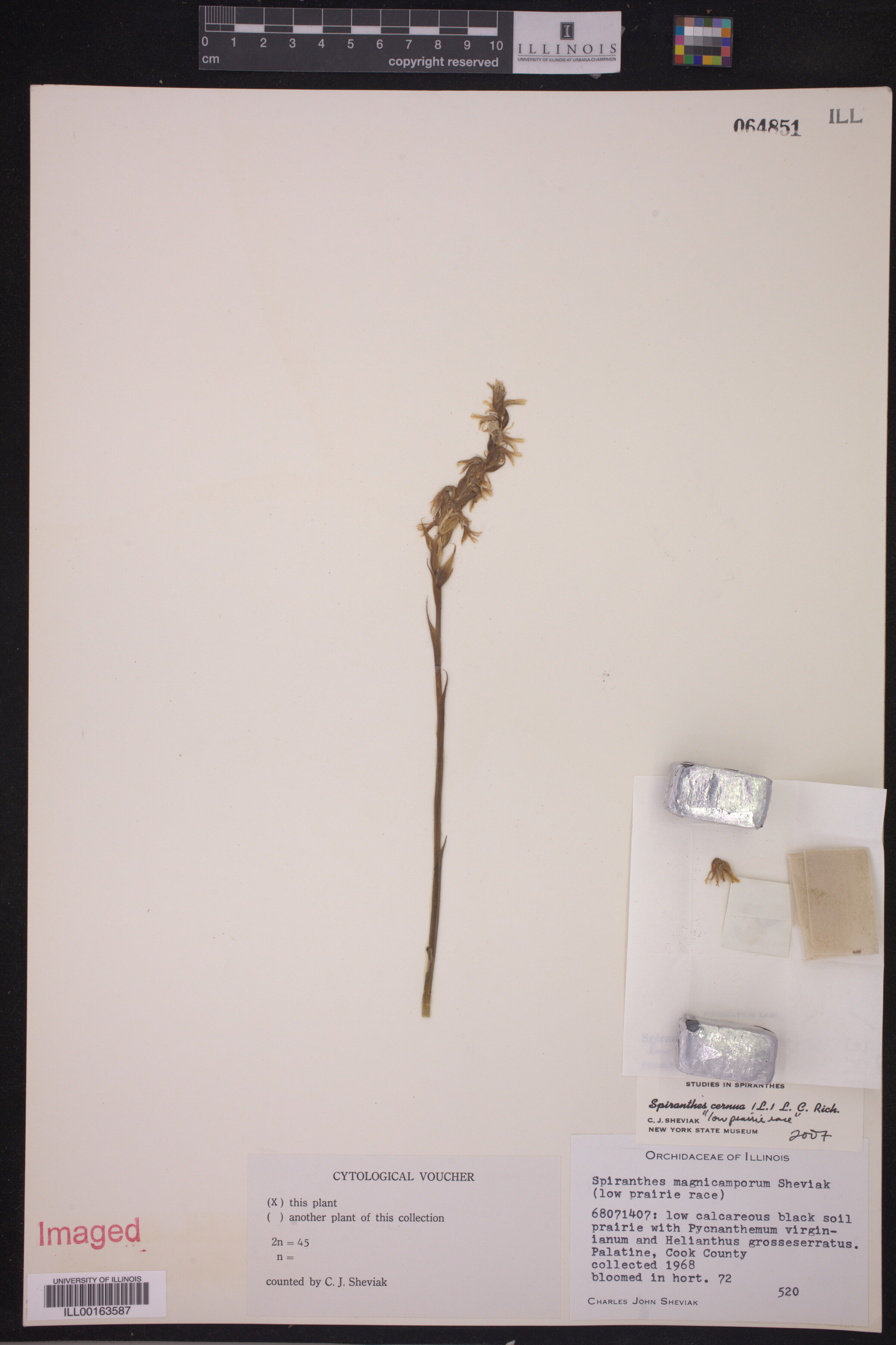Spiranthes image