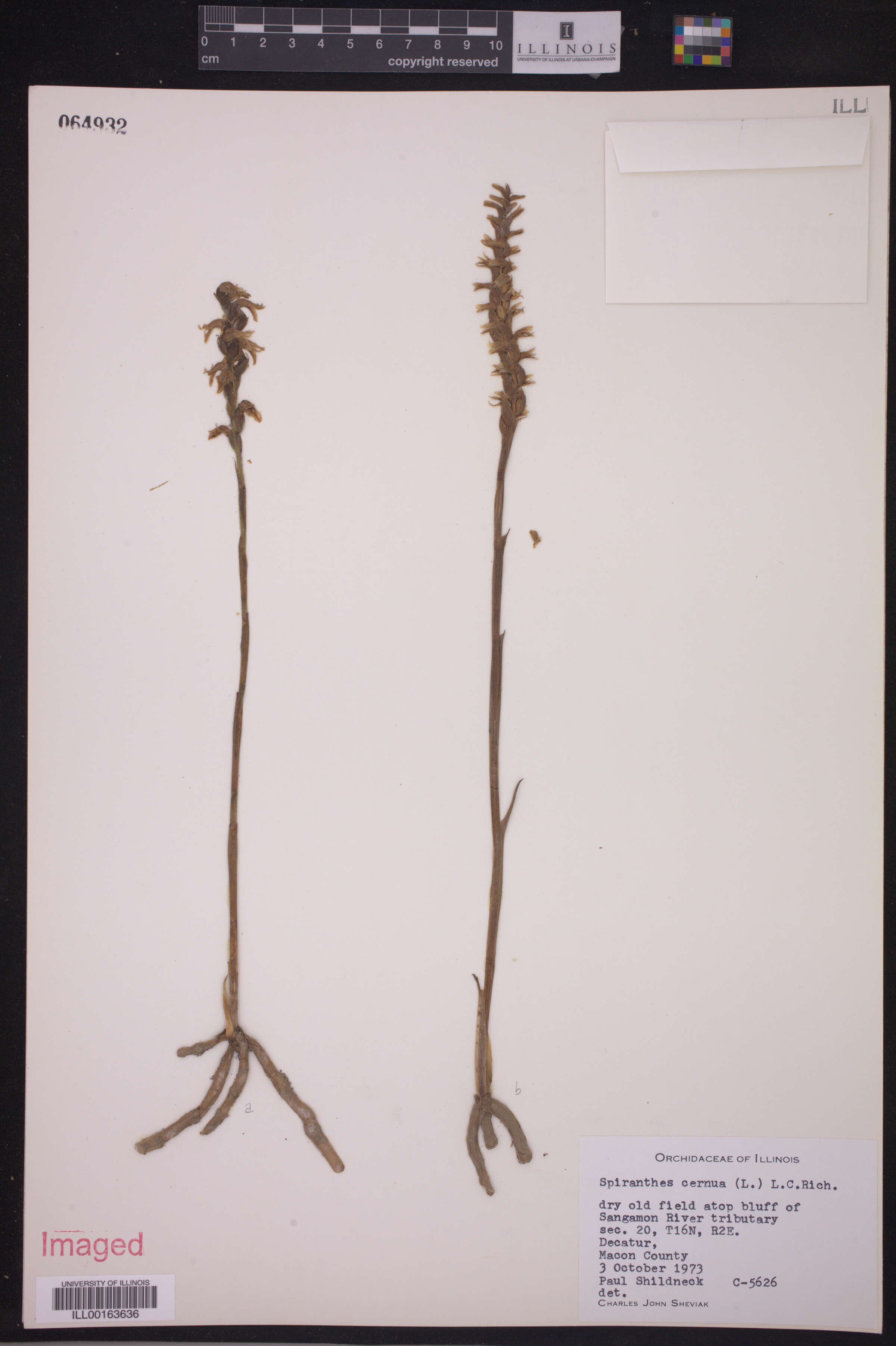 Spiranthes cernua image
