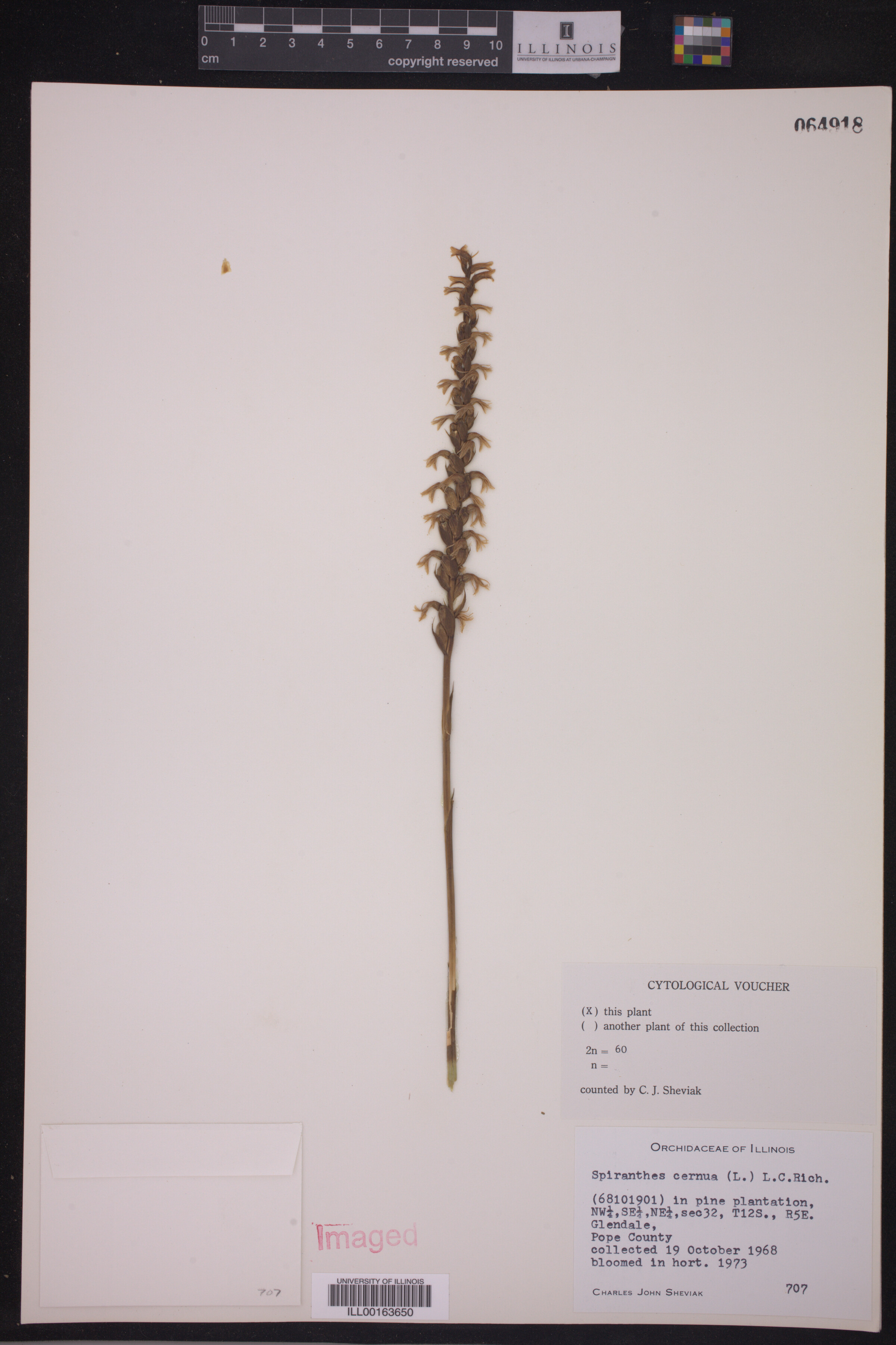 Spiranthes cernua image