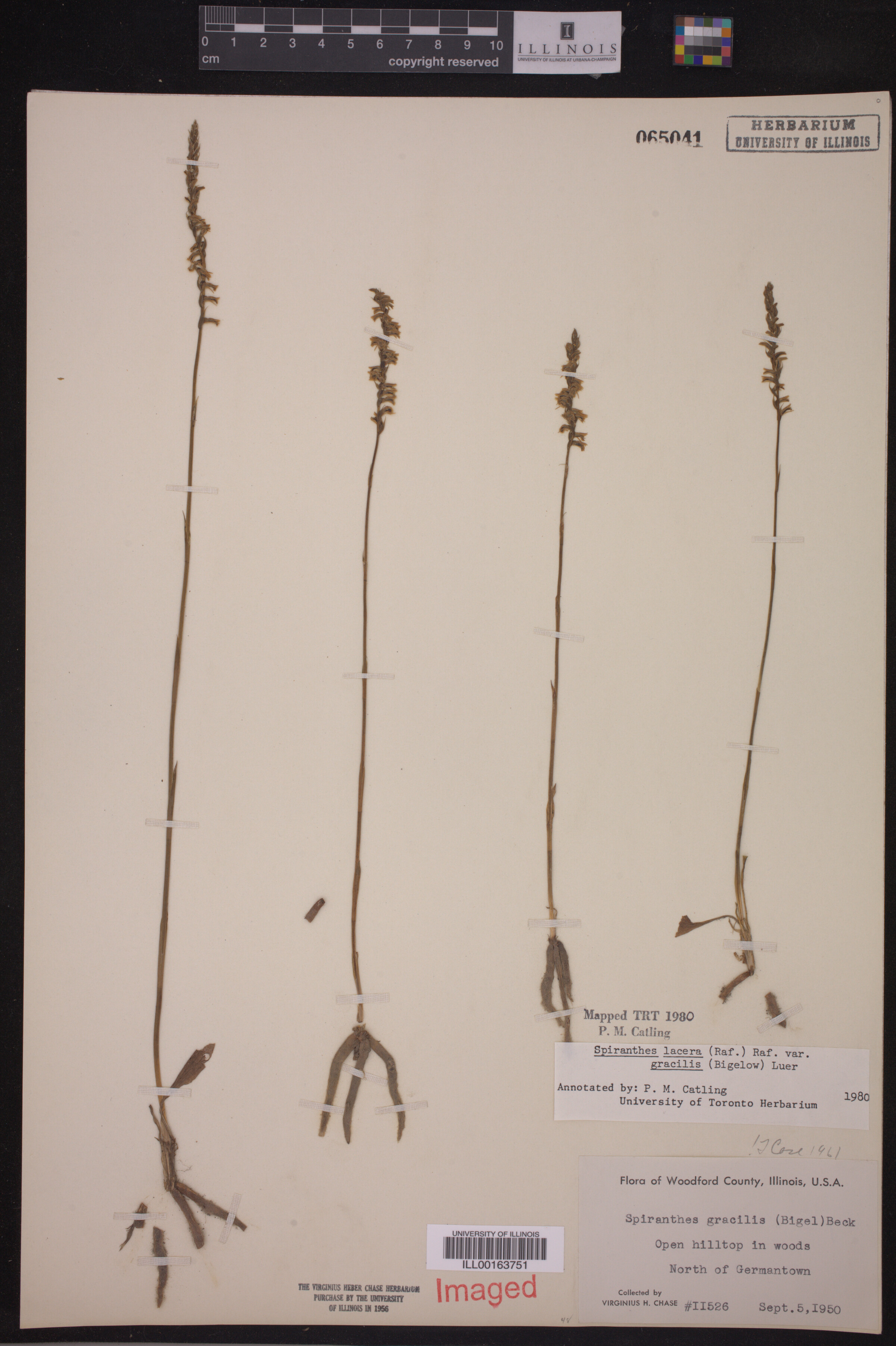 Spiranthes lacera var. gracilis image