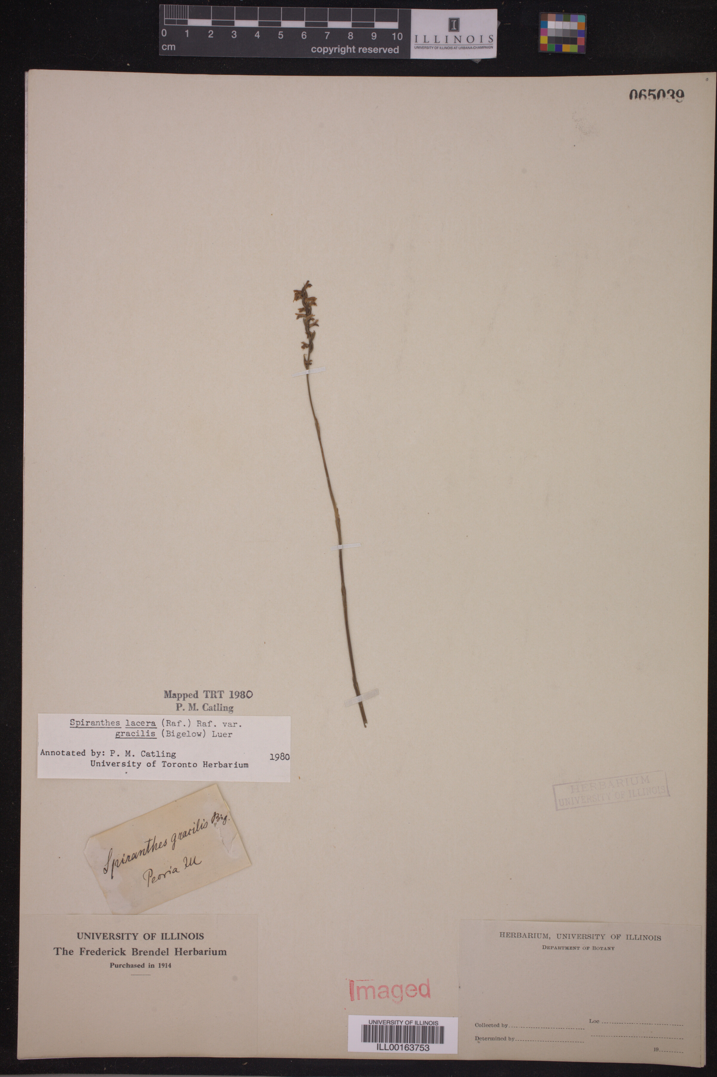 Spiranthes lacera var. gracilis image