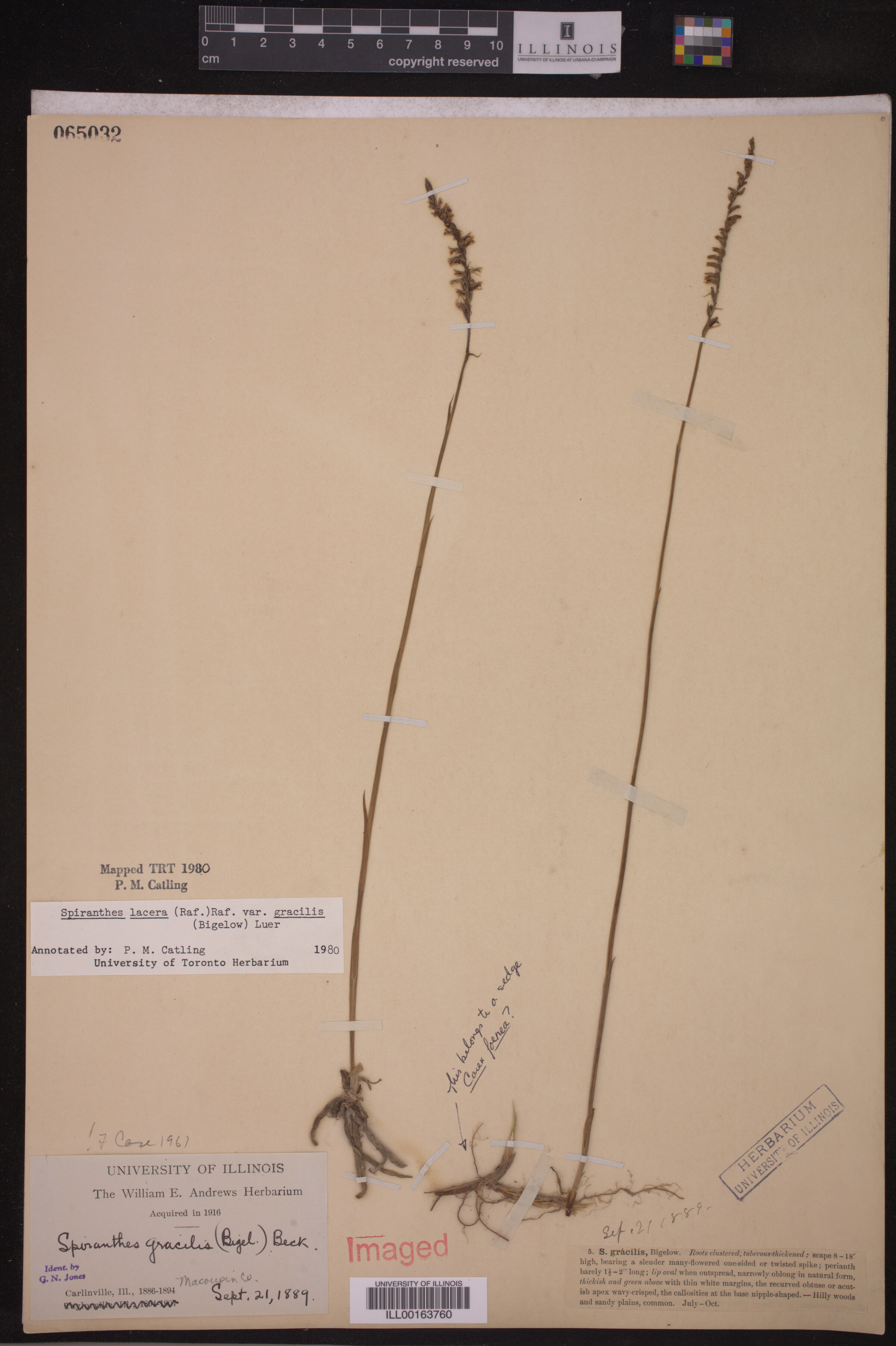 Spiranthes lacera var. gracilis image