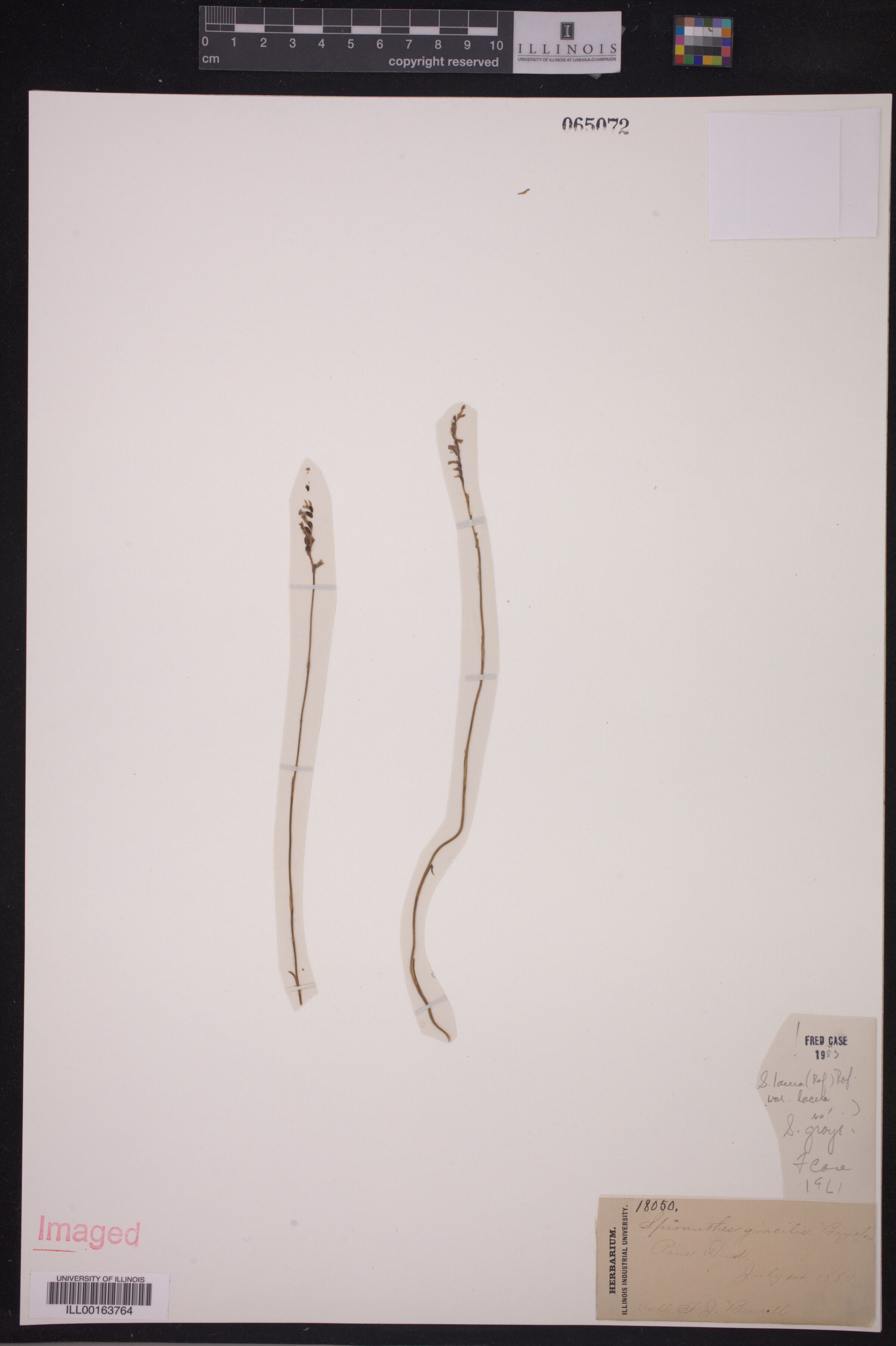 Spiranthes lacera var. gracilis image