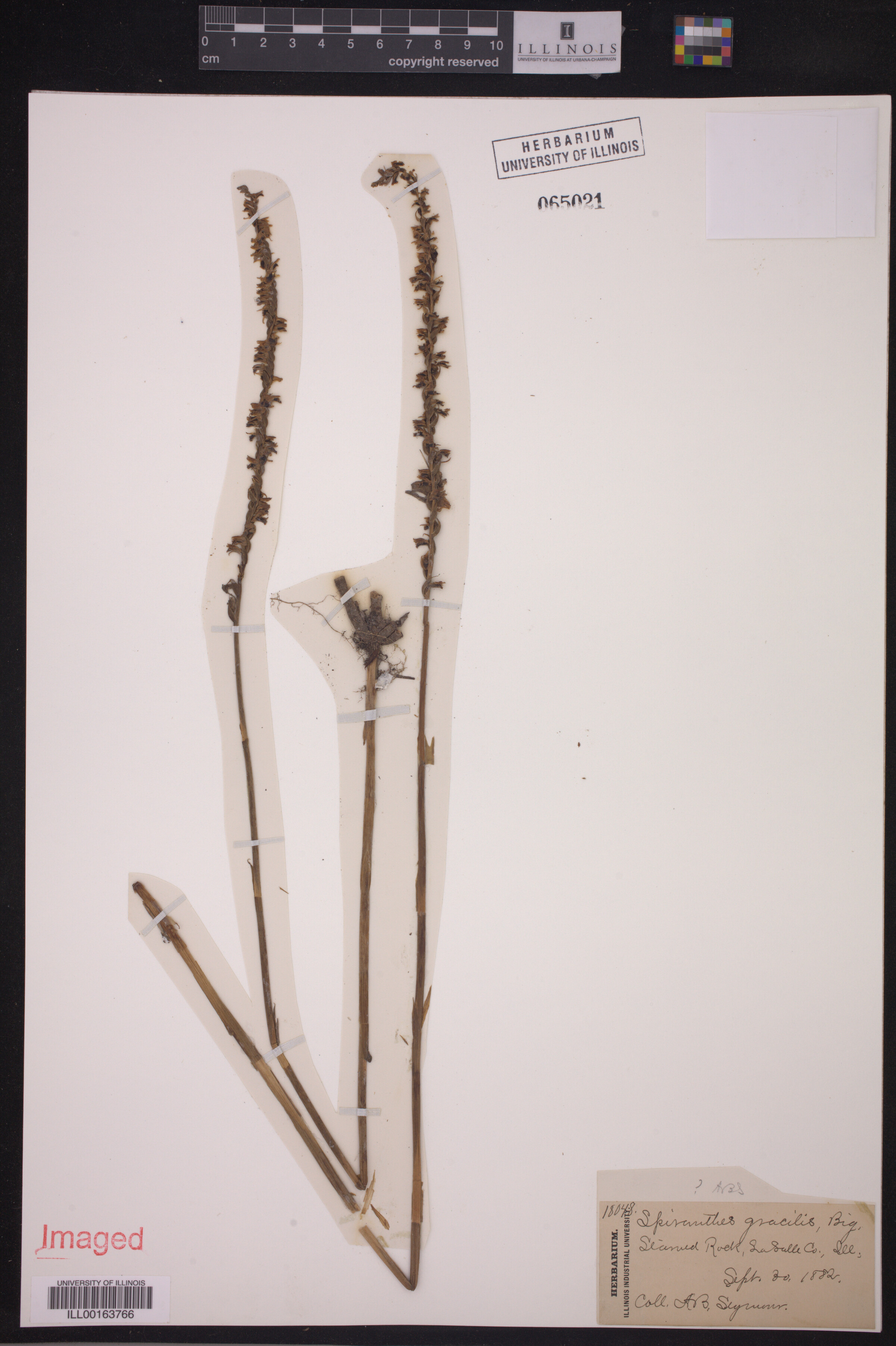 Spiranthes lacera var. gracilis image