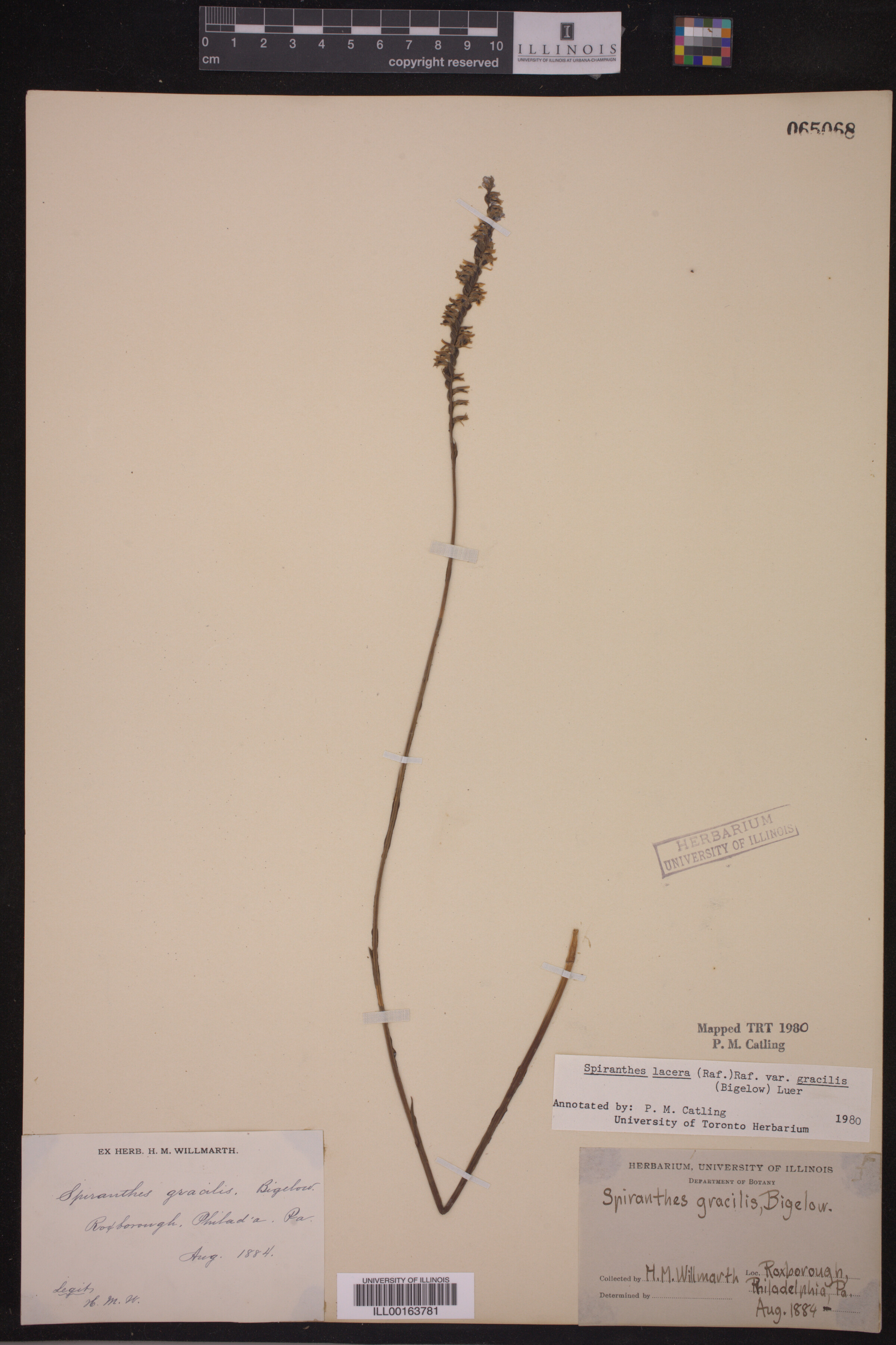 Spiranthes lacera var. gracilis image