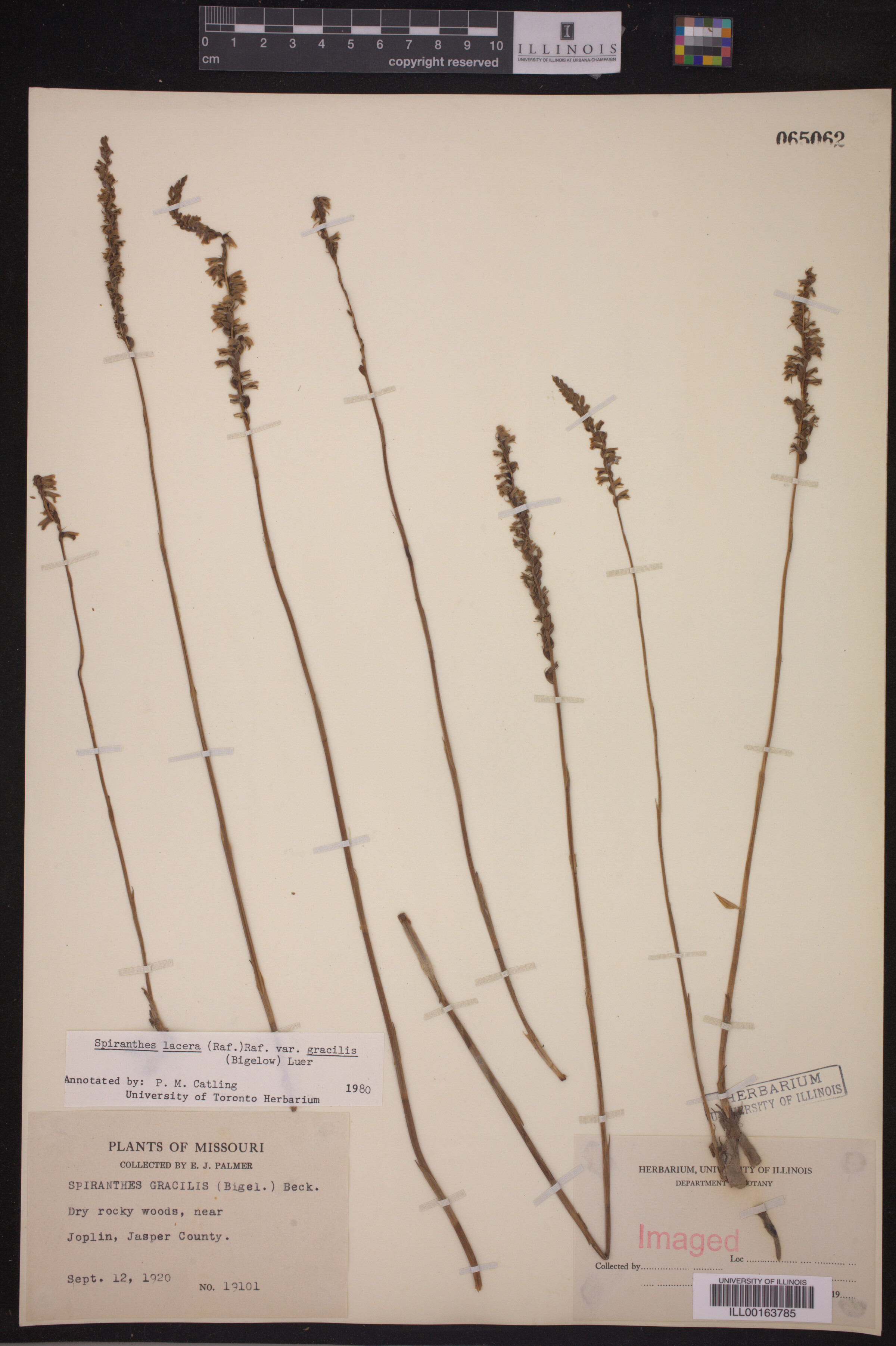 Spiranthes lacera var. gracilis image