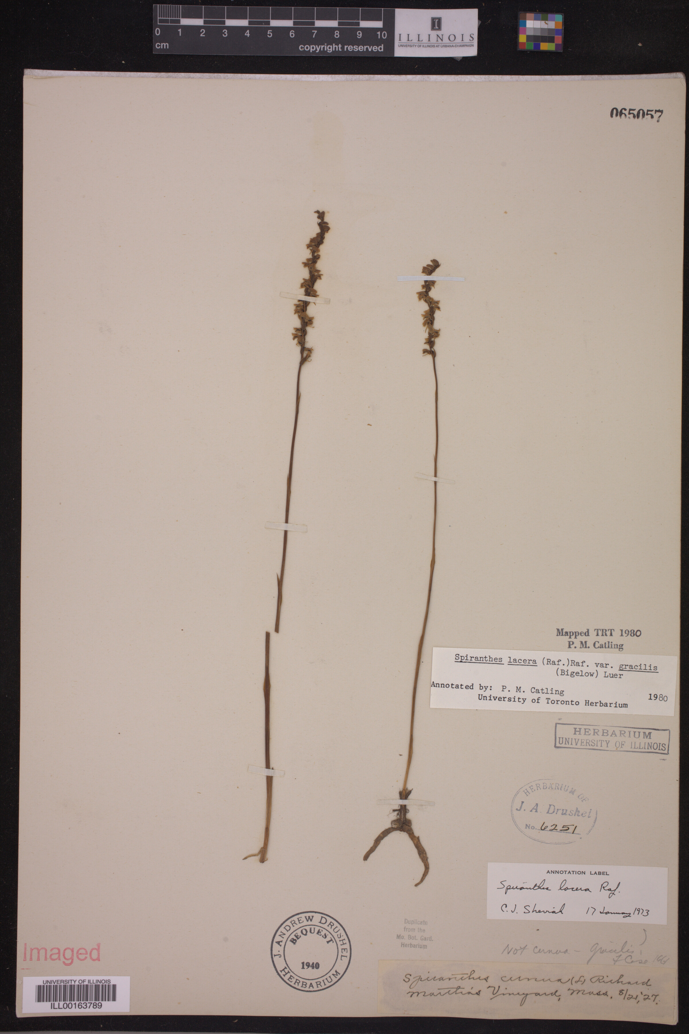 Spiranthes lacera image